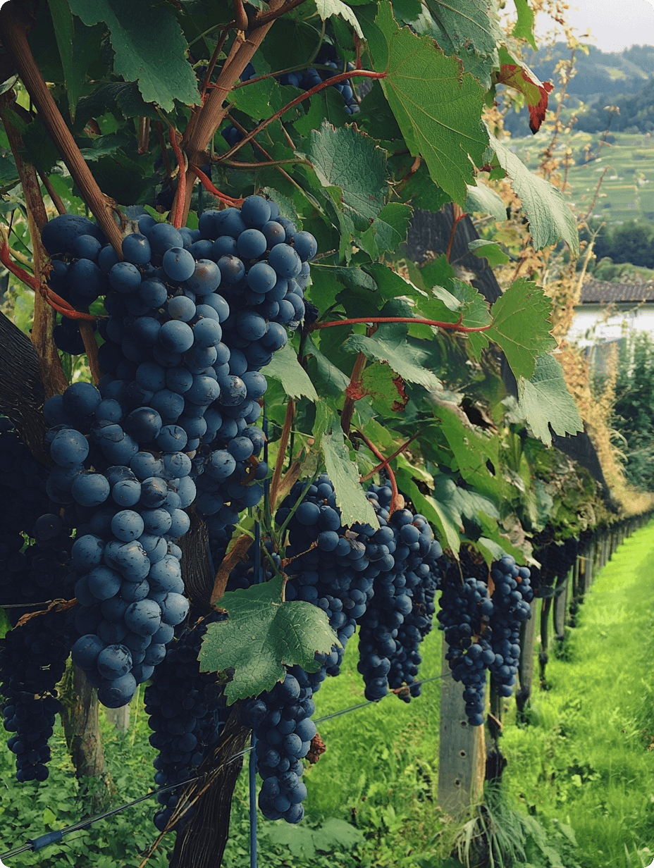 Guests laughing and savoring wine at Elara Vineyard House in Saros