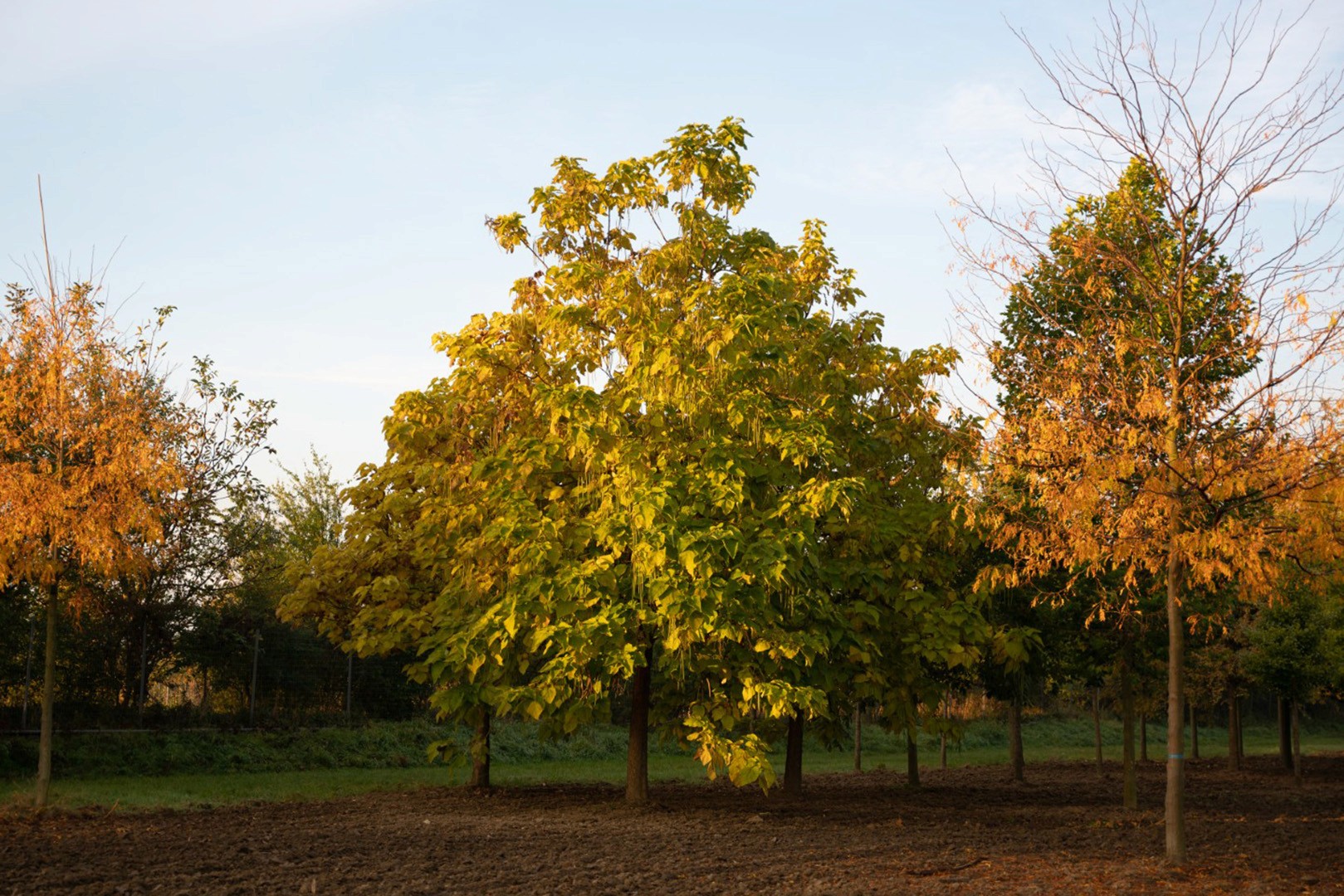 Catalpa bignonioides mit breiter Krone und großen, herzförmigen Blättern in herbstlich gelber Färbung.