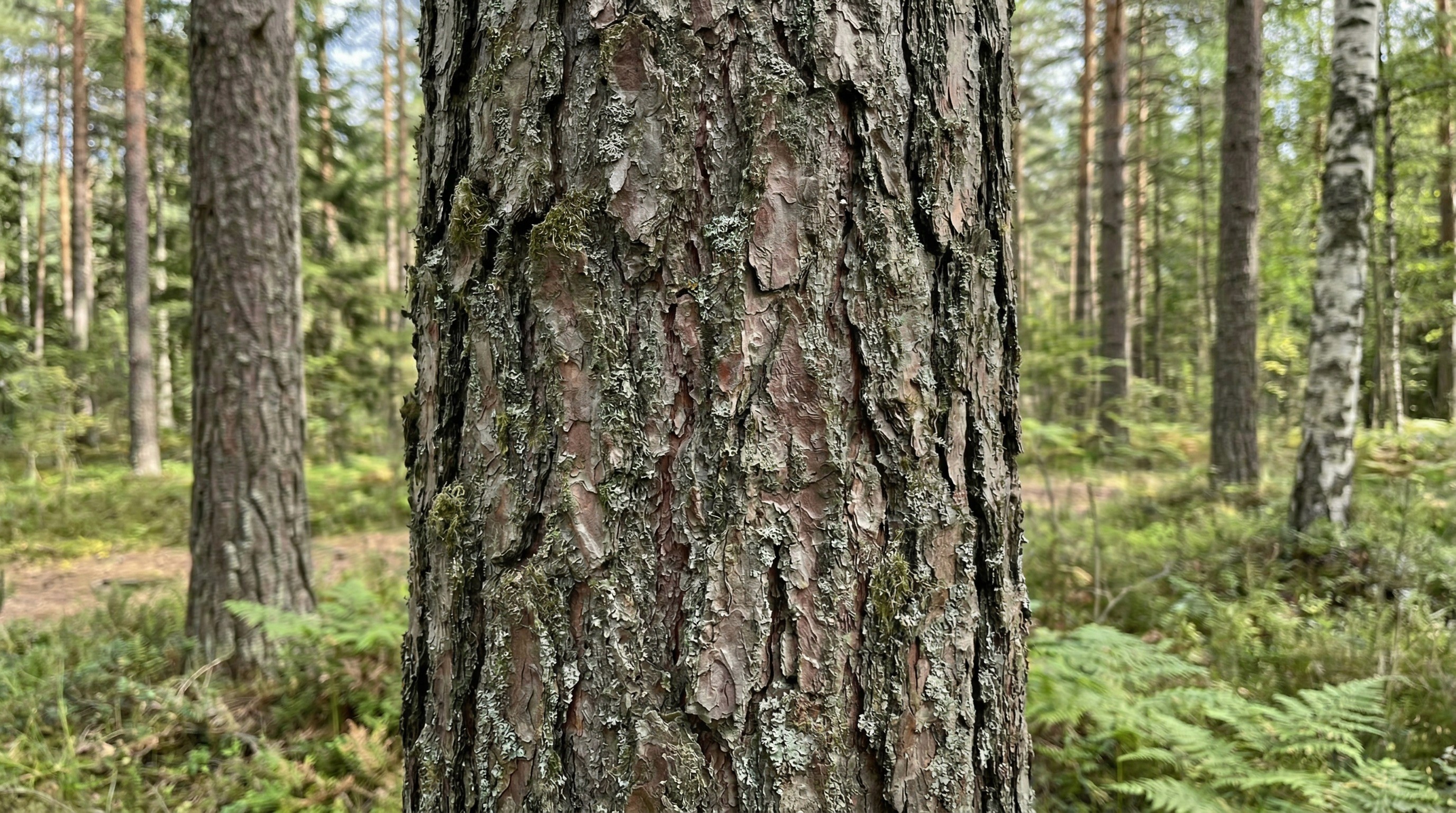 Skog Trygg i Tale
