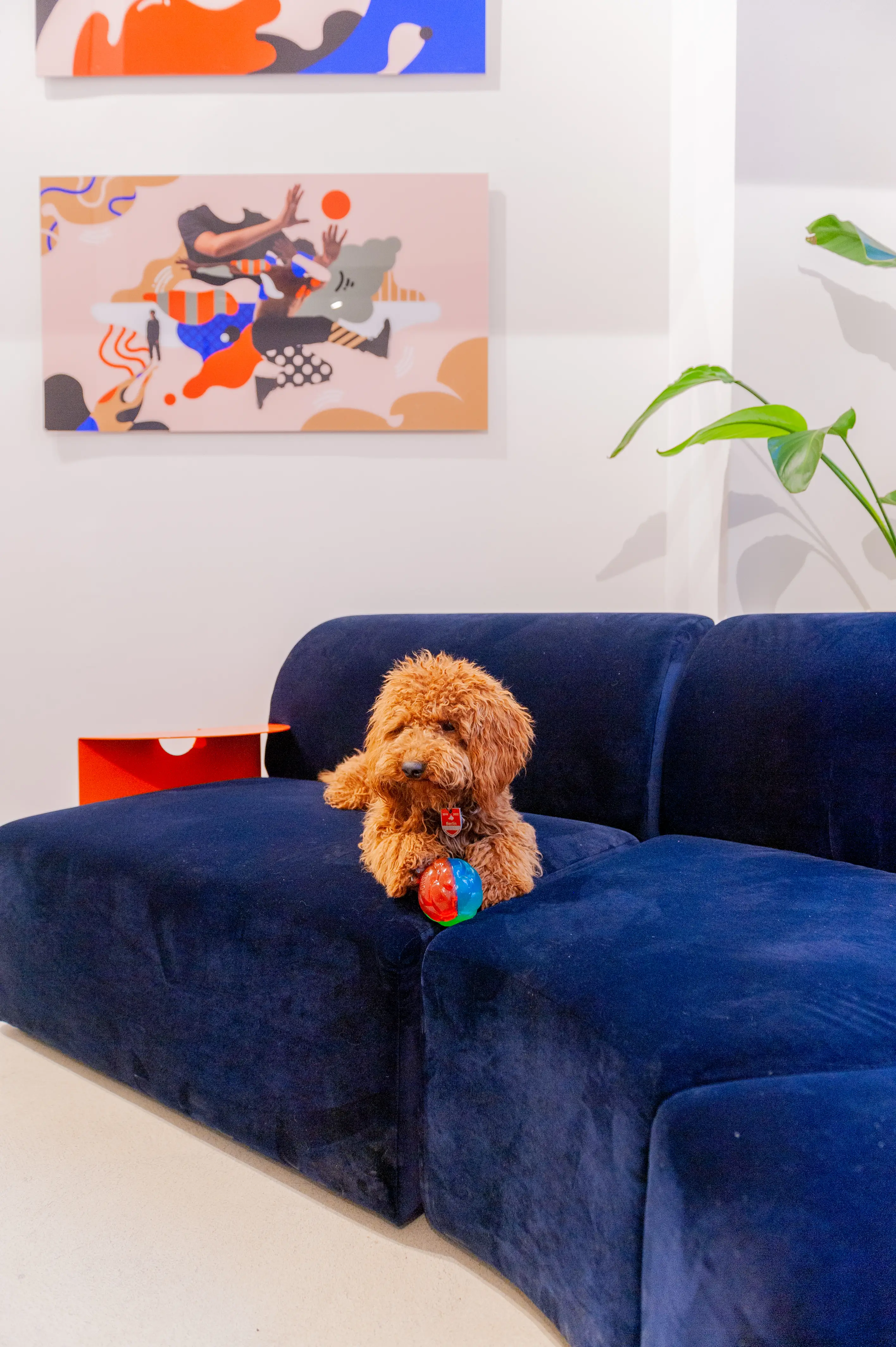 Curly brown dog with a colourful ball sitting on a navy blue velvet modular sofa at BATTLE ROYAL, beneath abstract artworks in coral, blue and beige tones.