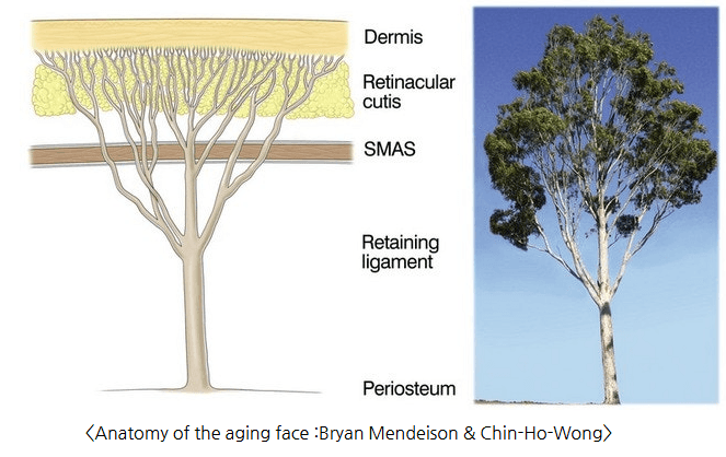 Diagram of facial skin layers and anatomy of the aging face