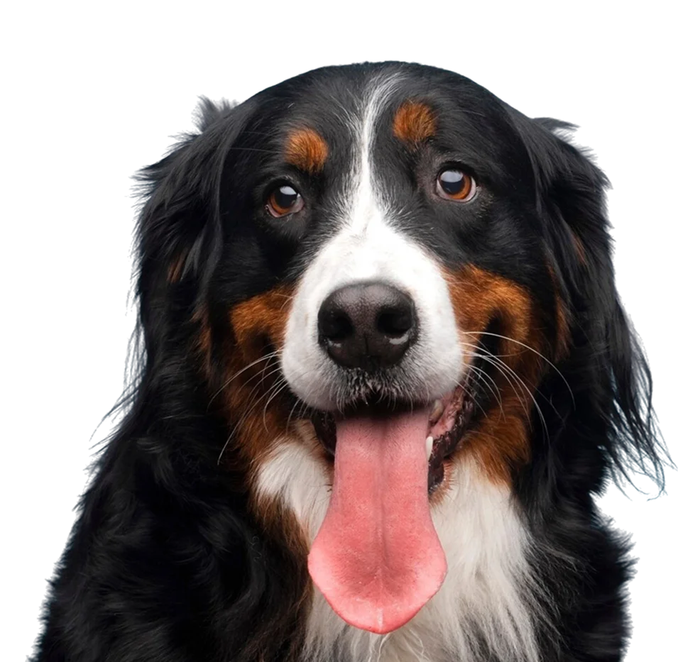 Bernese mountain dog