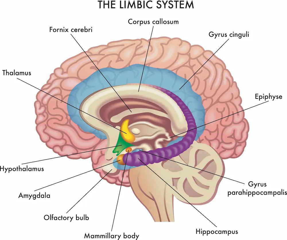 diagram of brain and its sub-parts