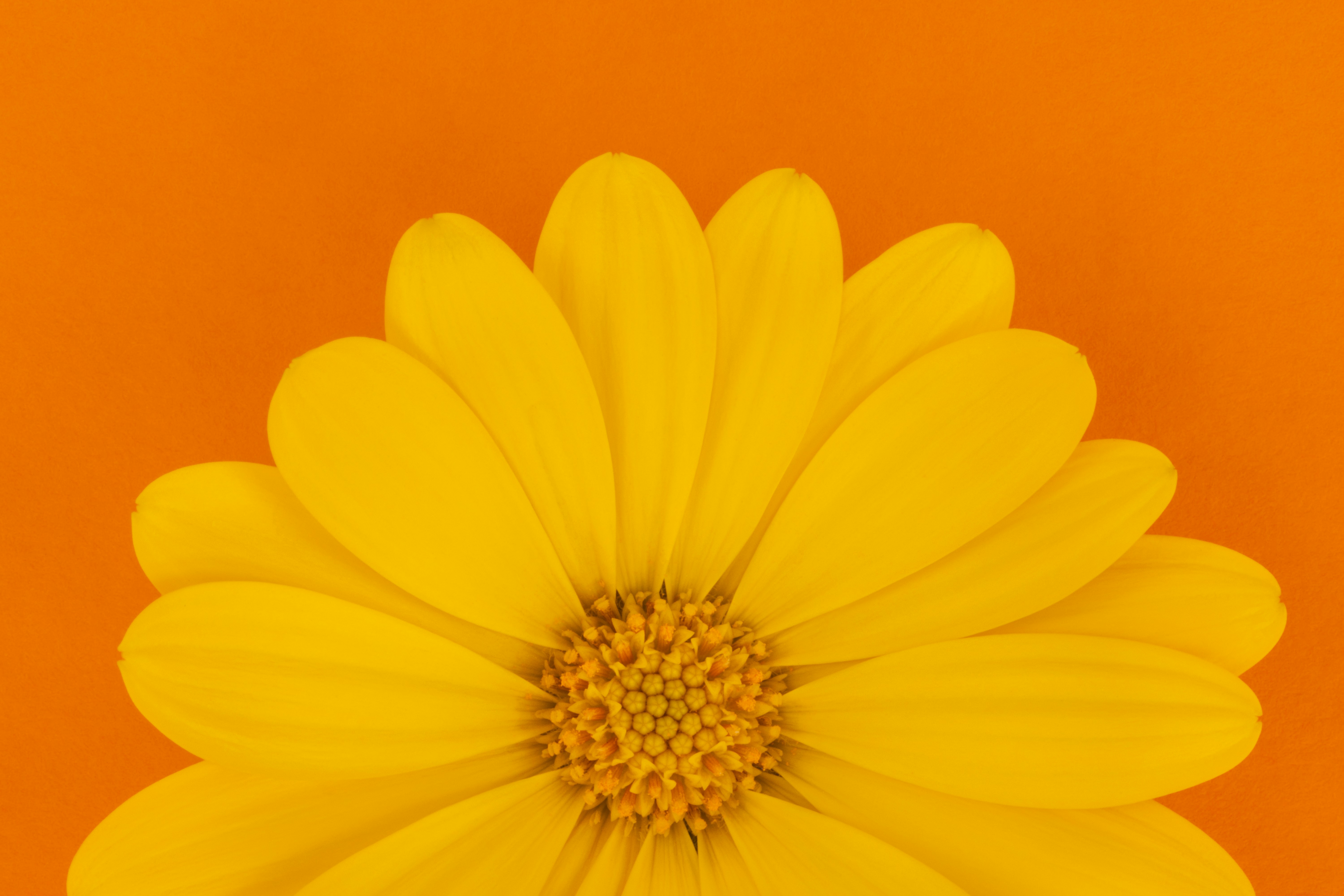 A vibrant yellow flower on a bright orange background.