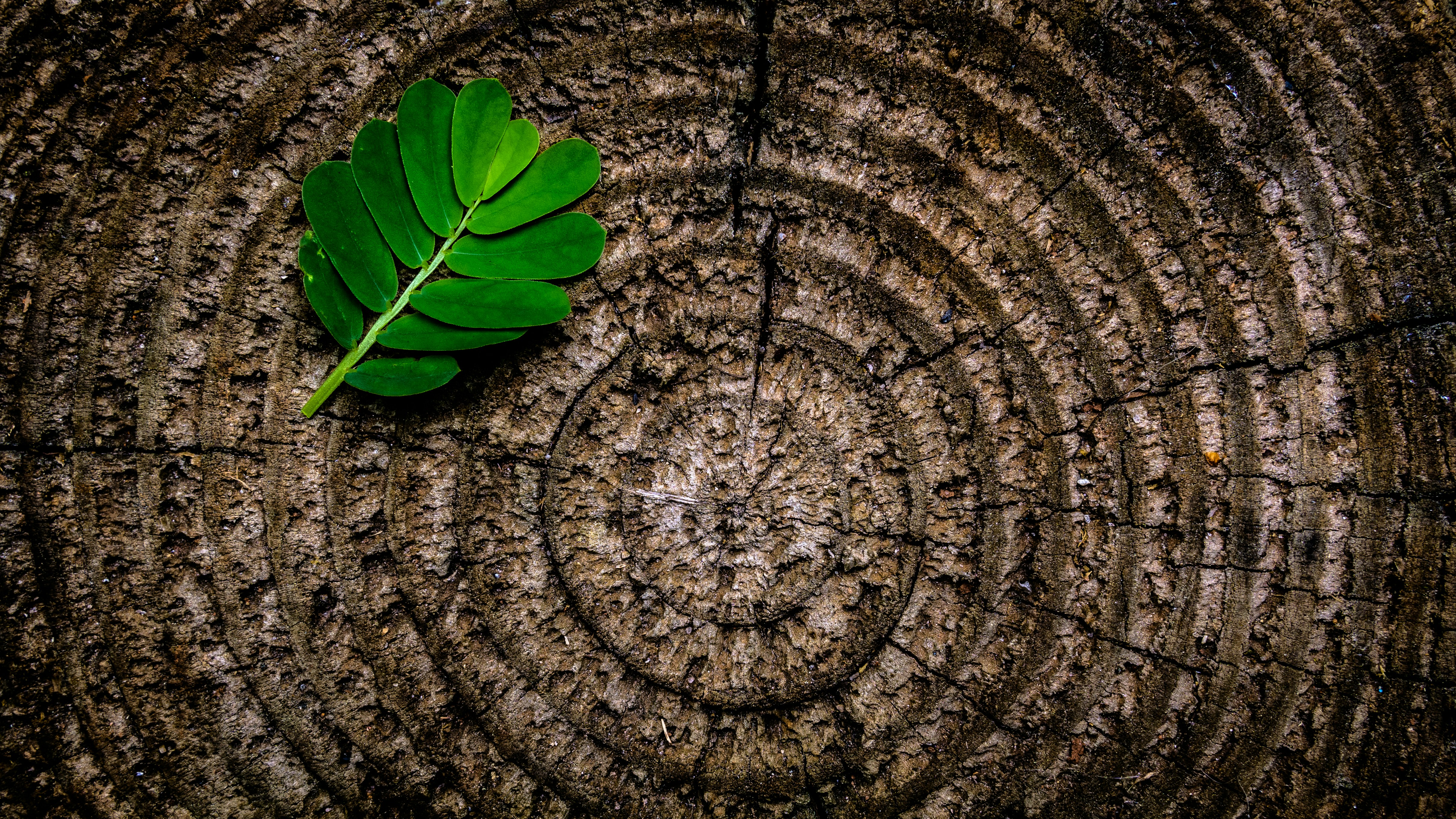 bark of a tree with a leaf