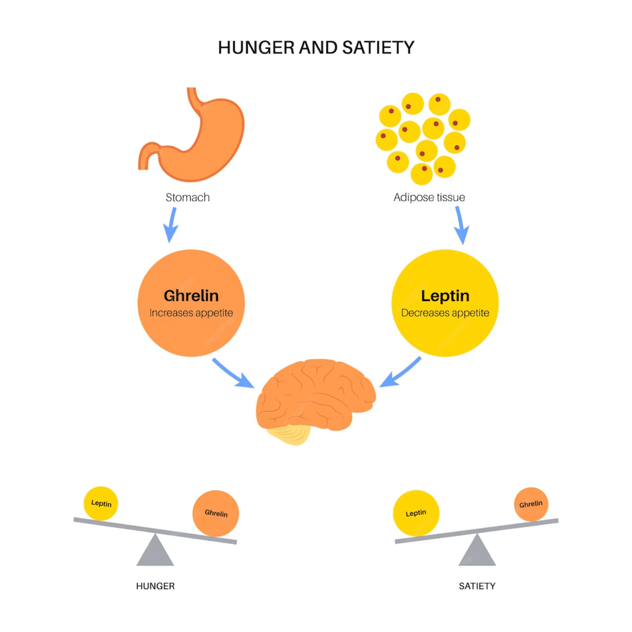 Diagram showing the role of ghrelin and leptin hormones in hunger and satiety.