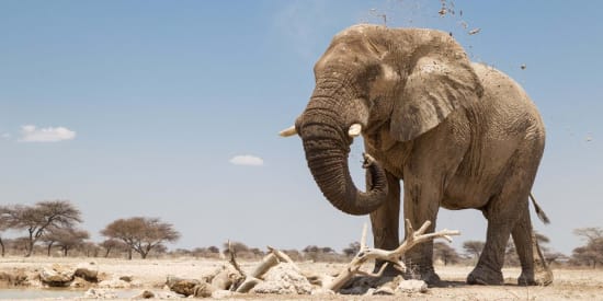 Encounter Majestic Wildlife