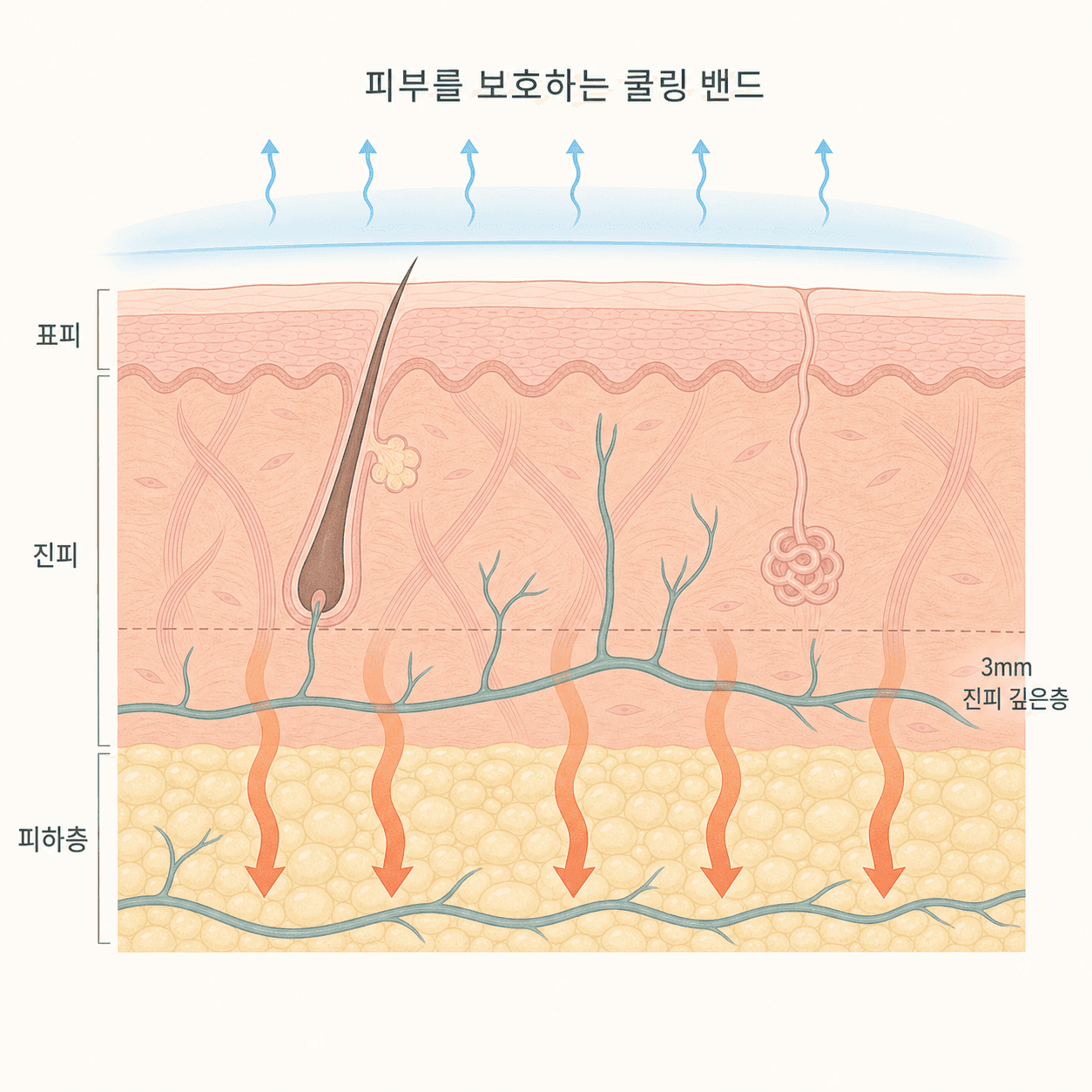 표피 아래 진피와 피하지방층으로 열이 전달되는 구조