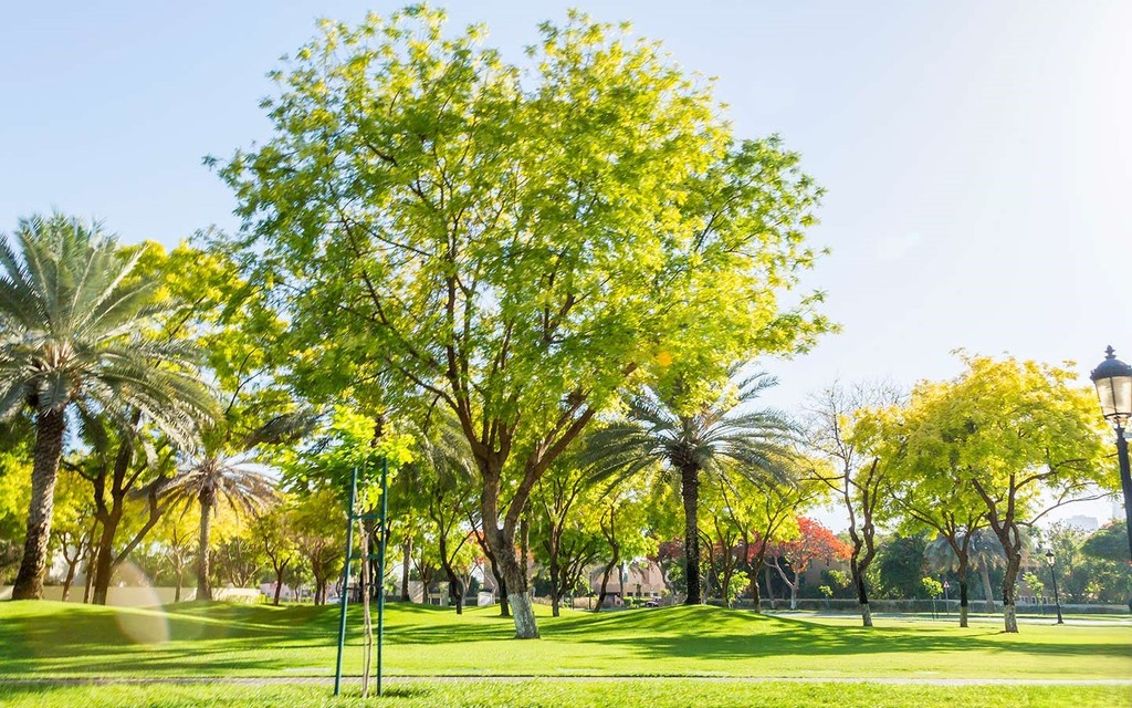 The Lakes lush park: vibrant green grass, tall trees, clear blue sky, recreation.