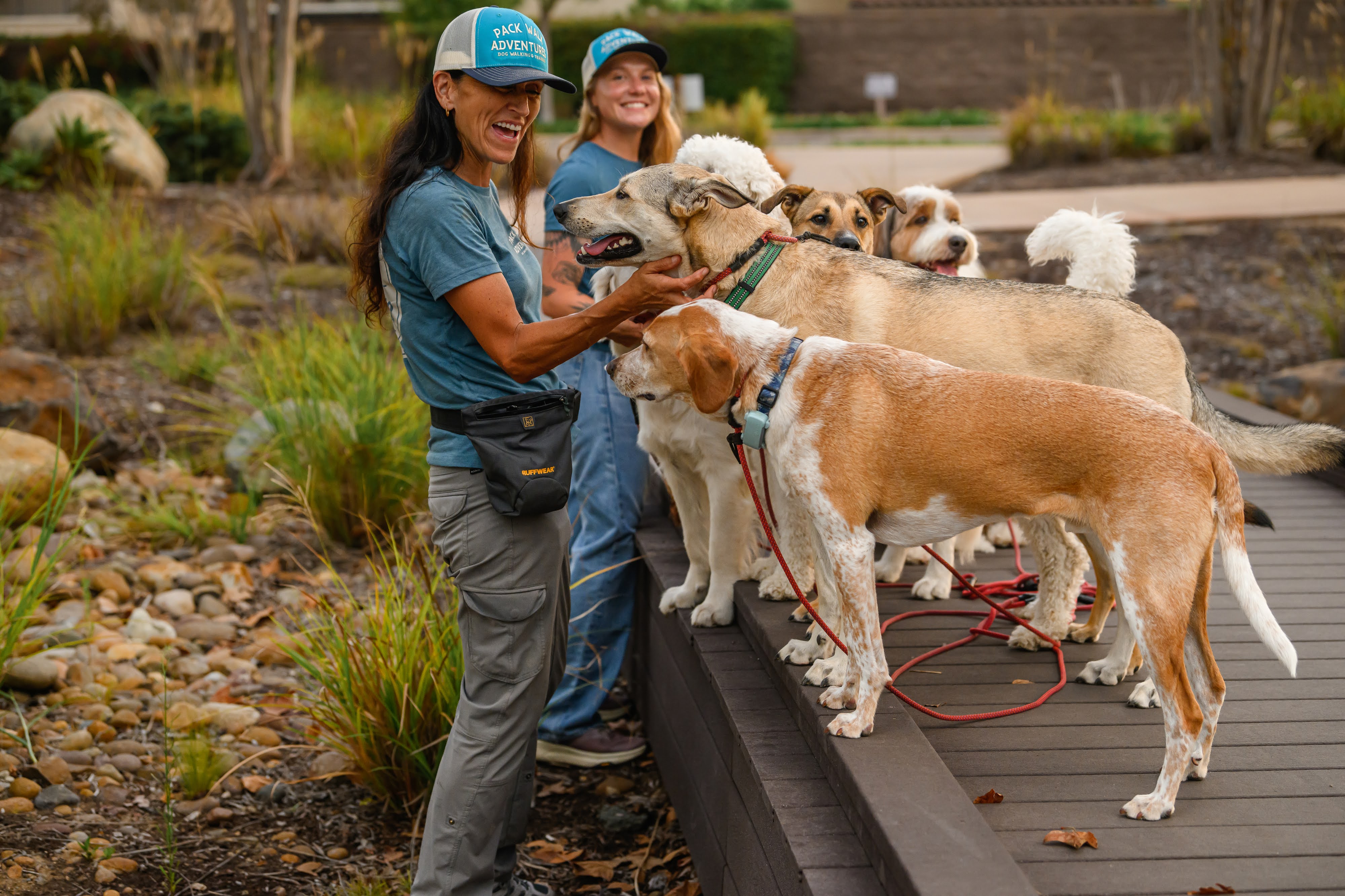 Two handlers leading a line of dogs along a boardwalk