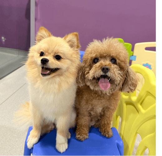 Dog Care Dubai Pawstreet