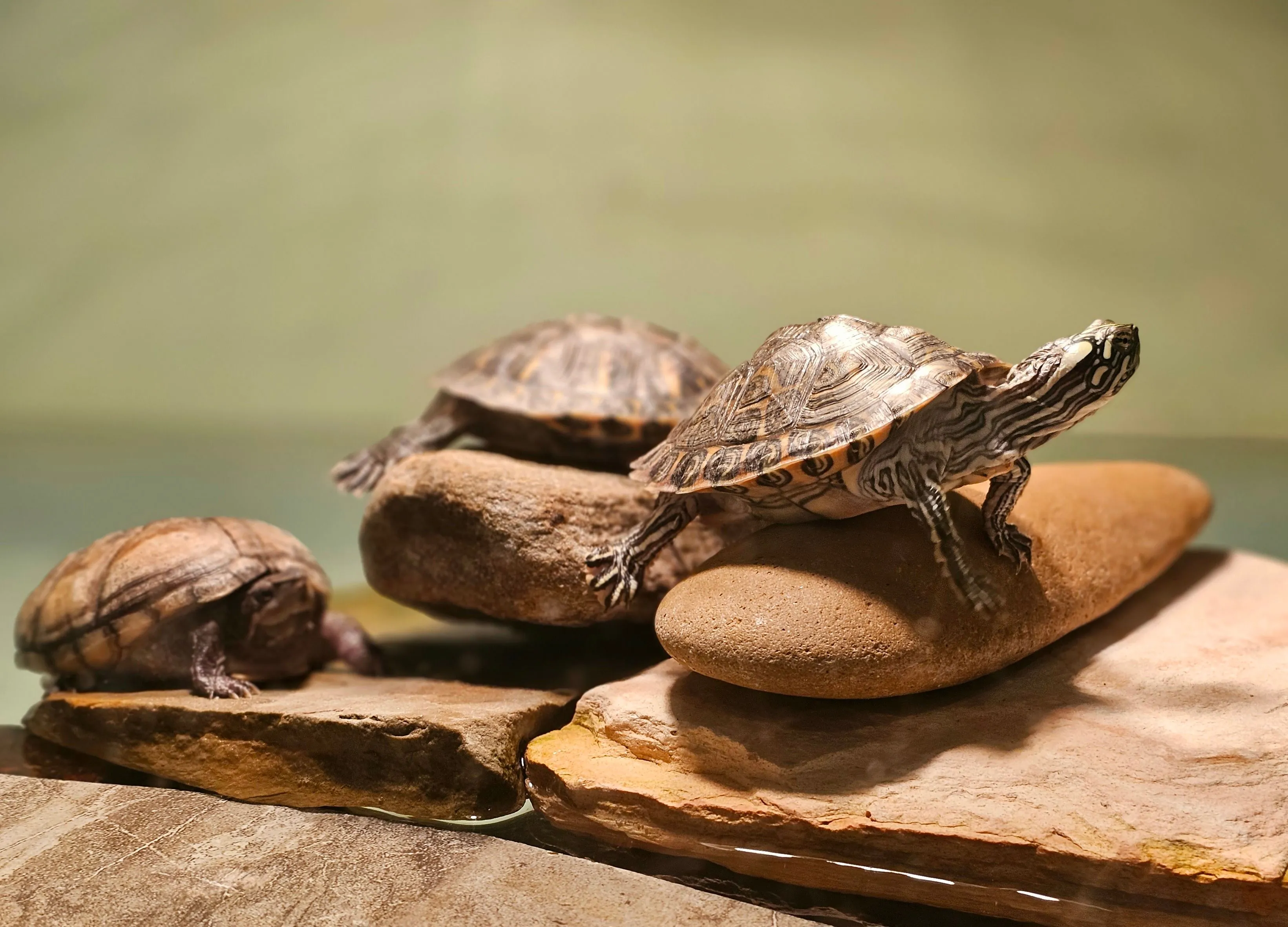 turtles climbing