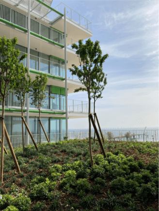 Newly planted, staked young trees on a green roof terrace beside a modern residential building overlooking the sea