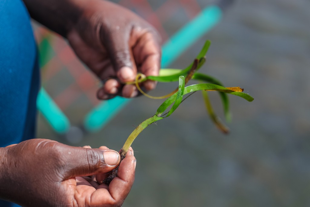 Someone holding seagrass  (c) Anthony Ochieng Onyango