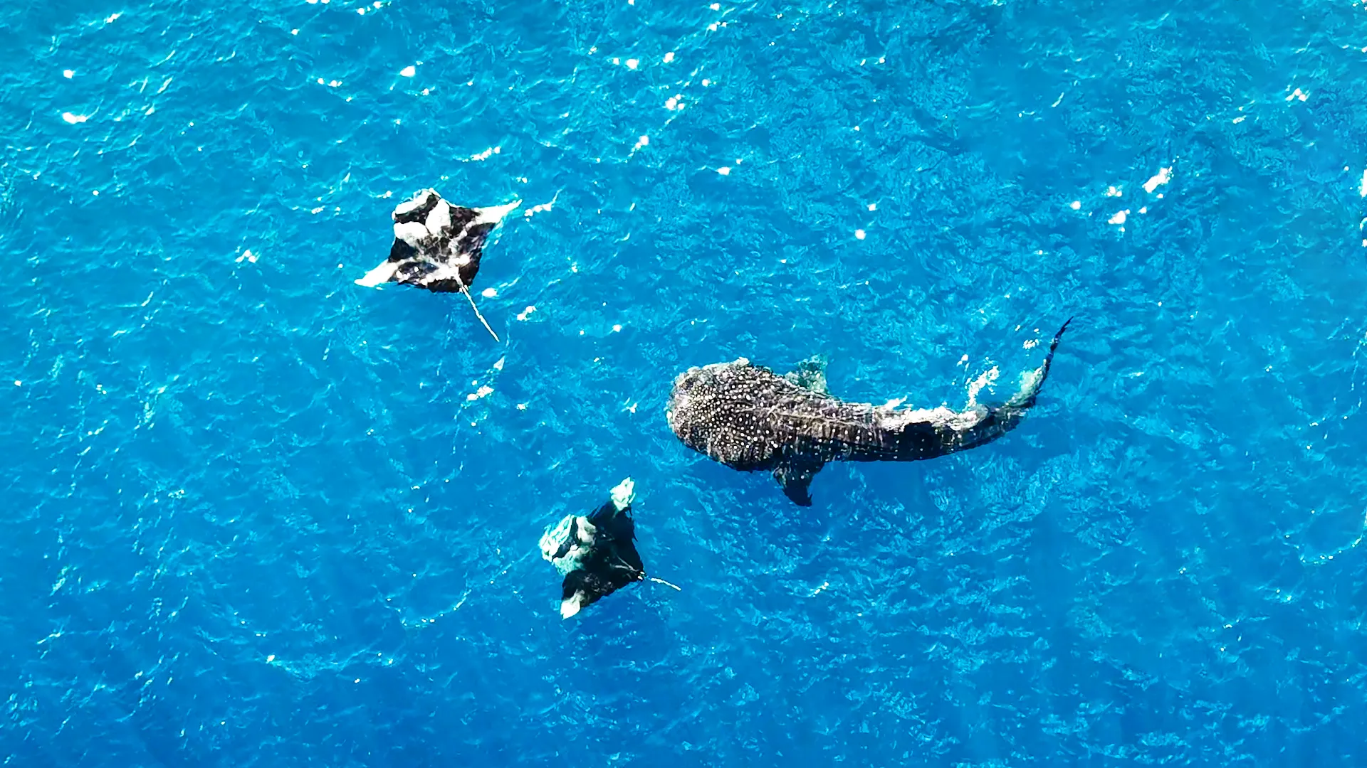 swimming with whalesharks