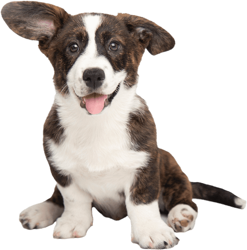 Doggy day care doggy express