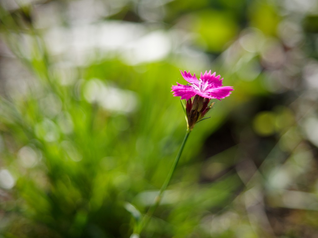 violette Blume mit Bokeh