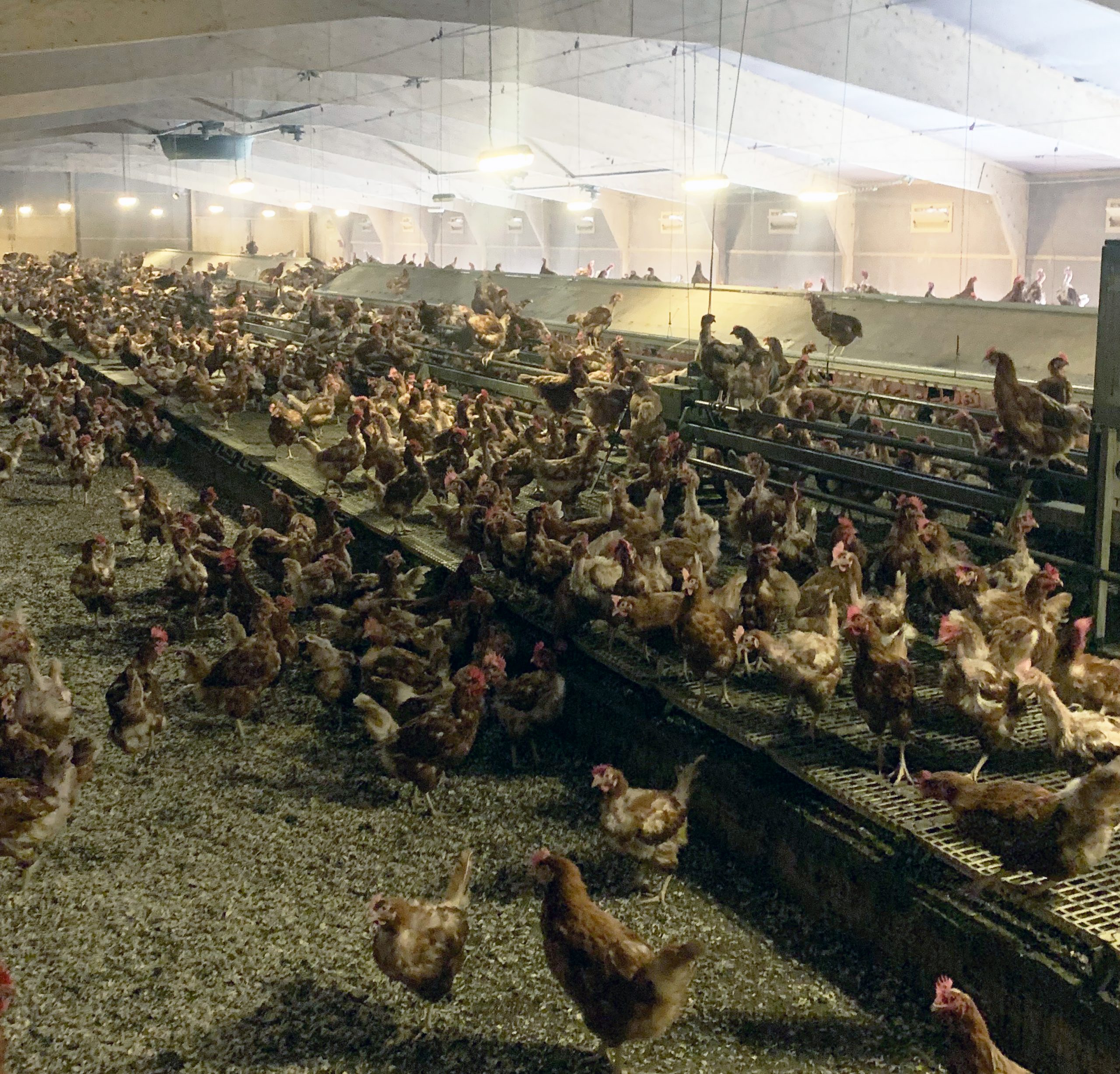 Chicken from Chapel Lane Eggs producing the best organic eggs for As One Restaurant Dublin