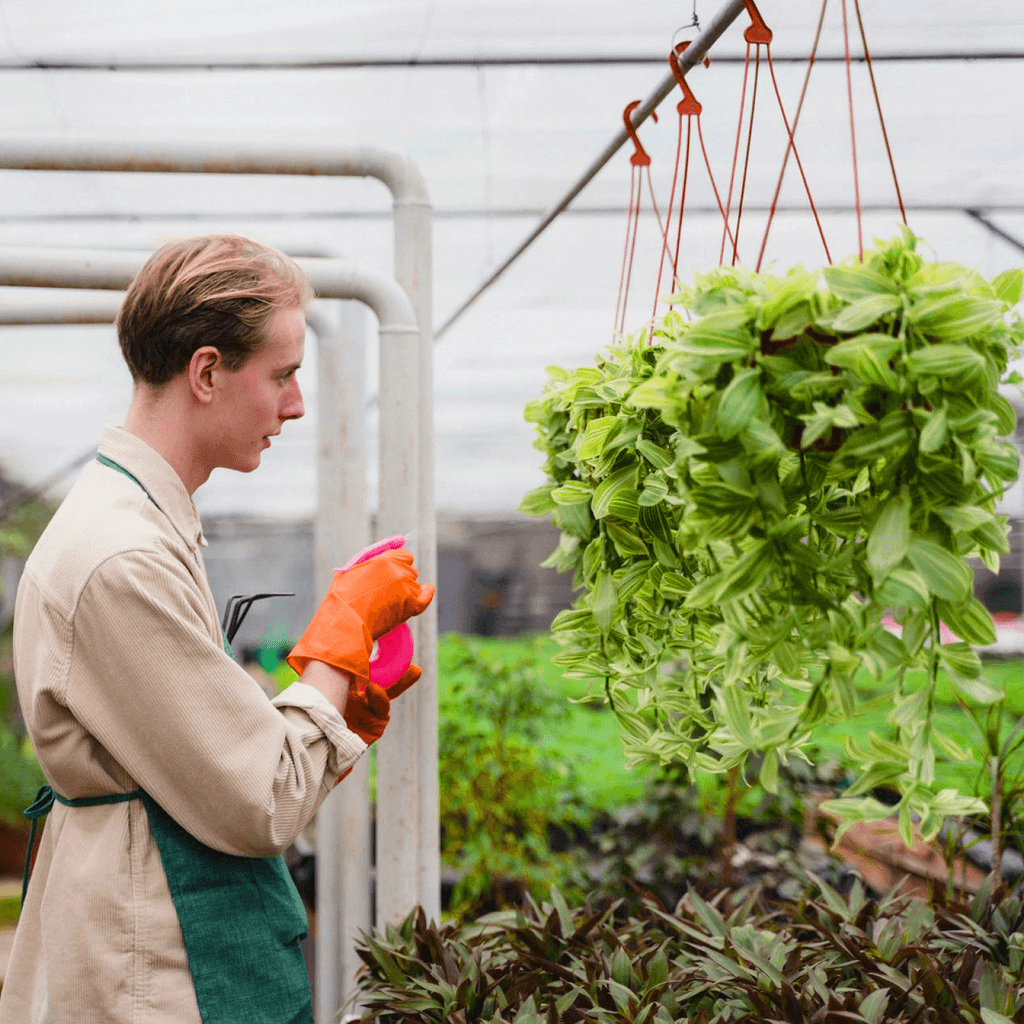 Person applying crop protection products inside the greenhouse