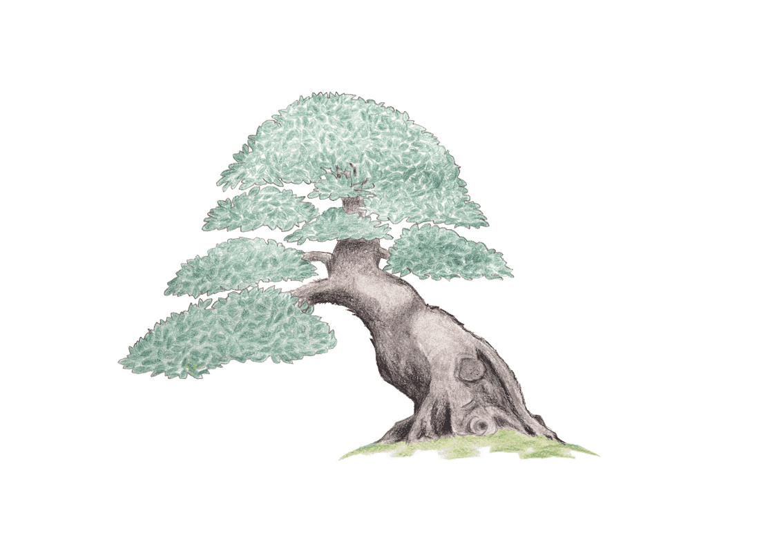 tekening van een bonsai boom