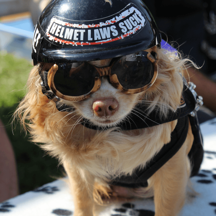 Dog wearing cycling goggles outdoors