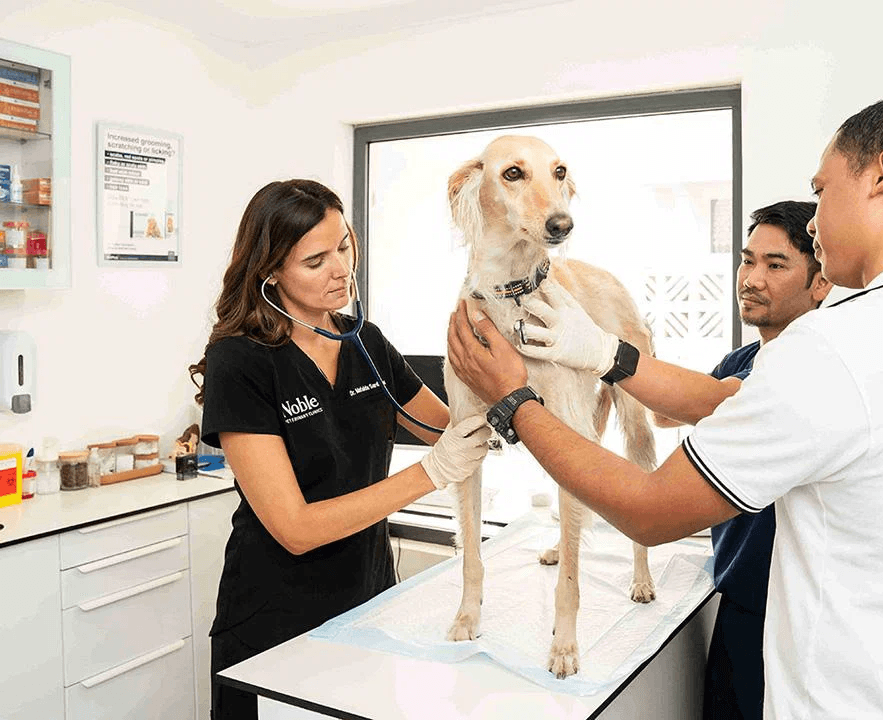 A pet allergist performs a health check-up on a dog who has allergy symptoms.