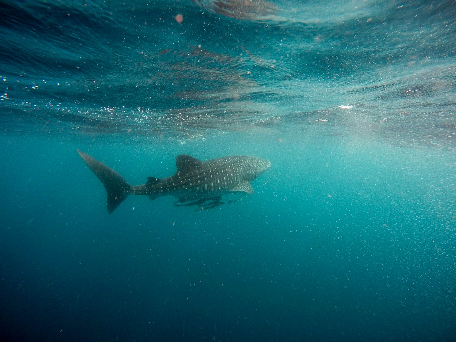 Whale shark cruising just below the surface