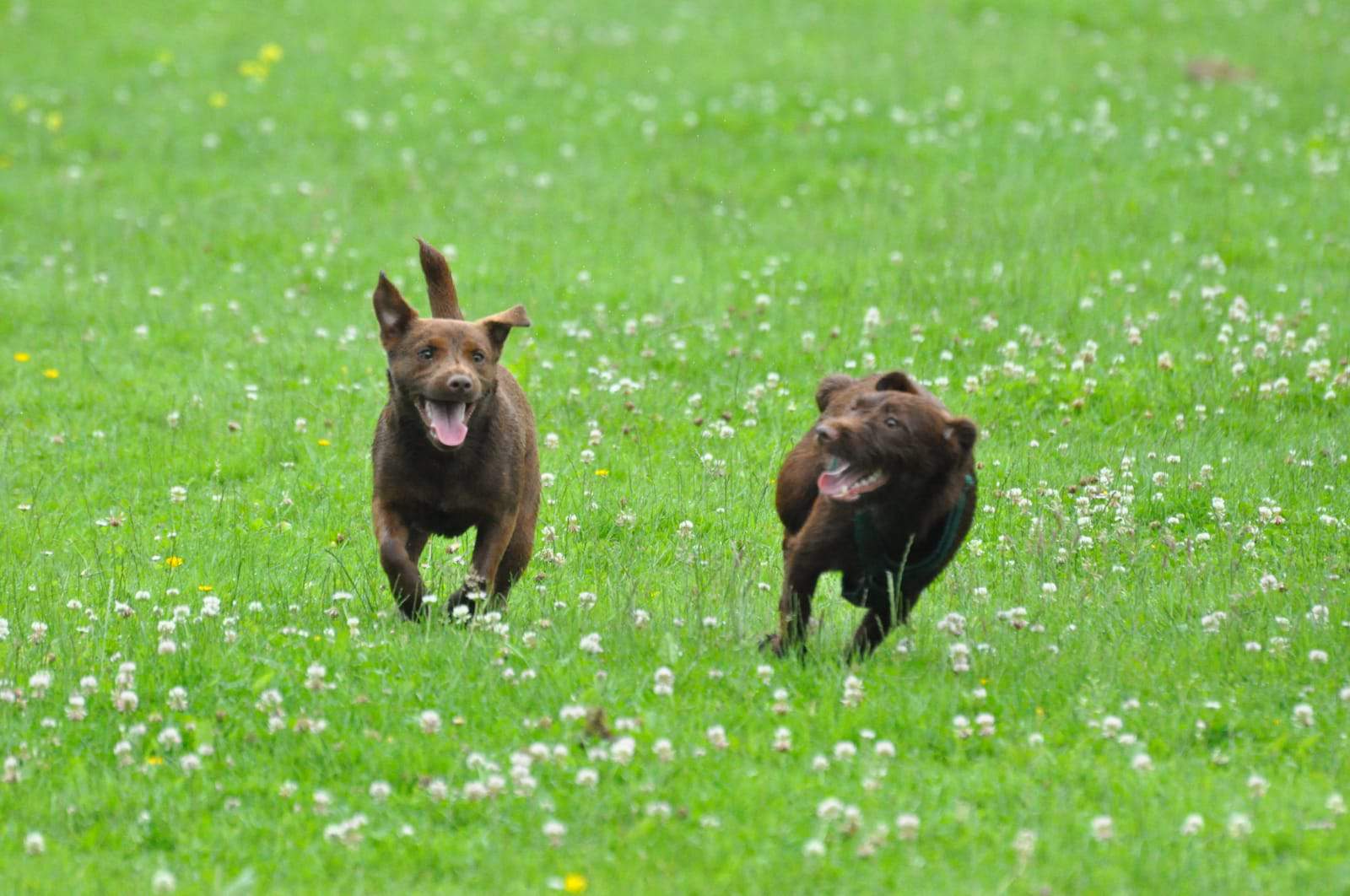 Het sociale leven van je hond verbeteren