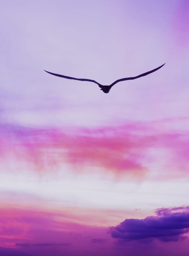 A bird soaring in the sky representing unbiased and untethered advice