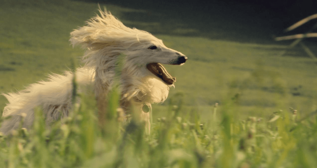 marketing-campaigns-the-framers-dog