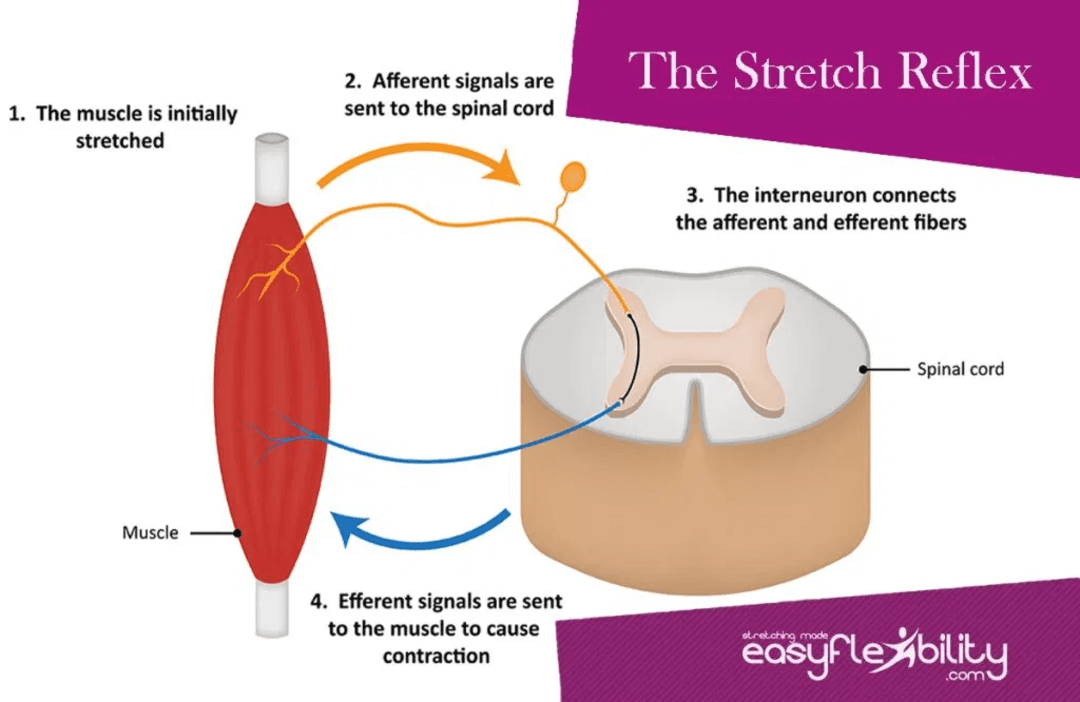 The Stretch Reflex
