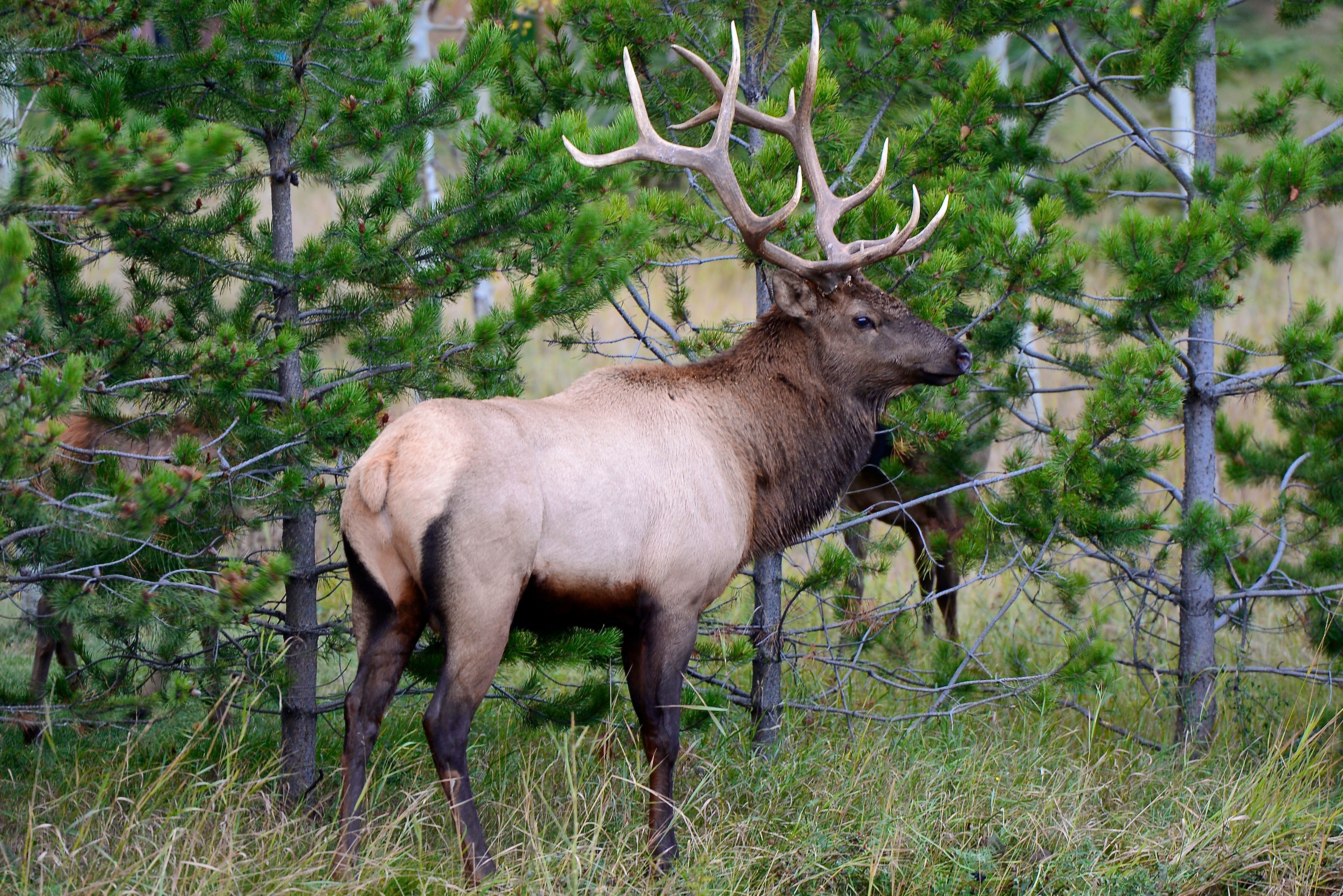 Wildlife You Might Spot in the Smoky Mountains This Summer