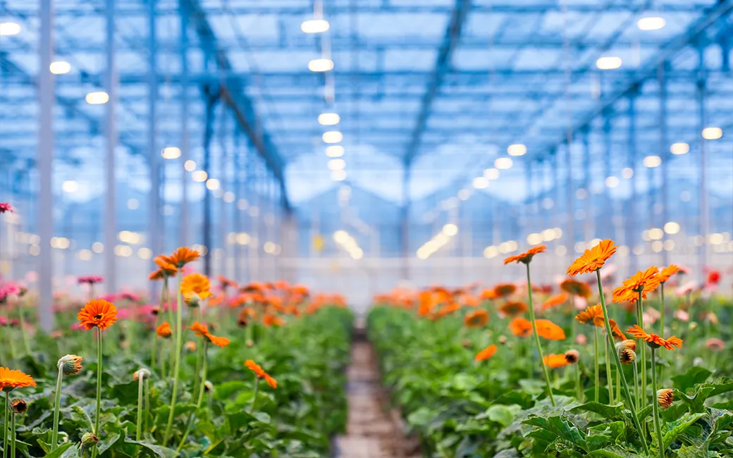 Inside view of a greenhouse full of flowers