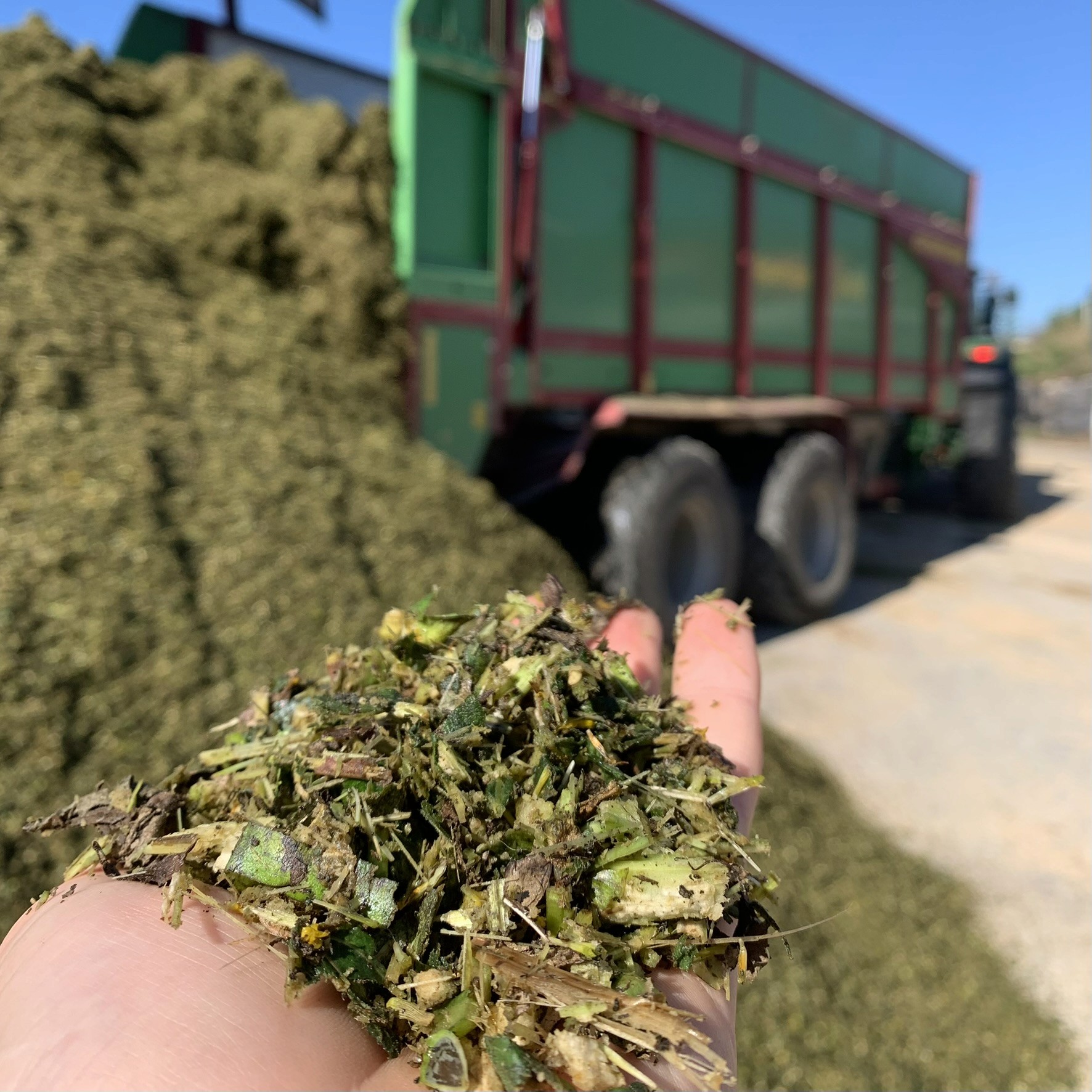 Silphie als Umweltfreundliche Alternative auf dem Poolehof