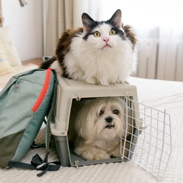 Cat and dog with their crate and emergency bag.