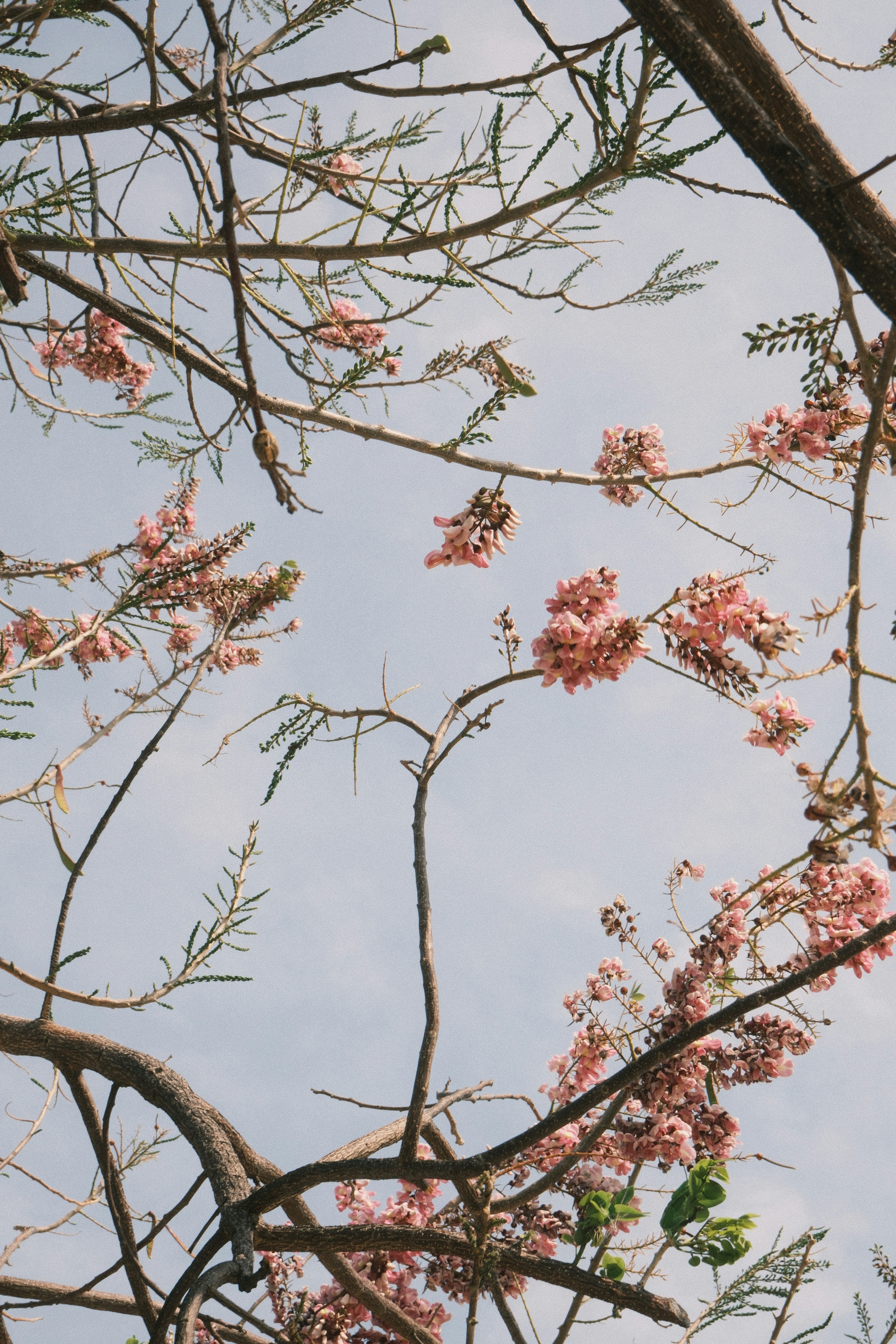 Pink flowers bloom on branches against a pale blue sky.