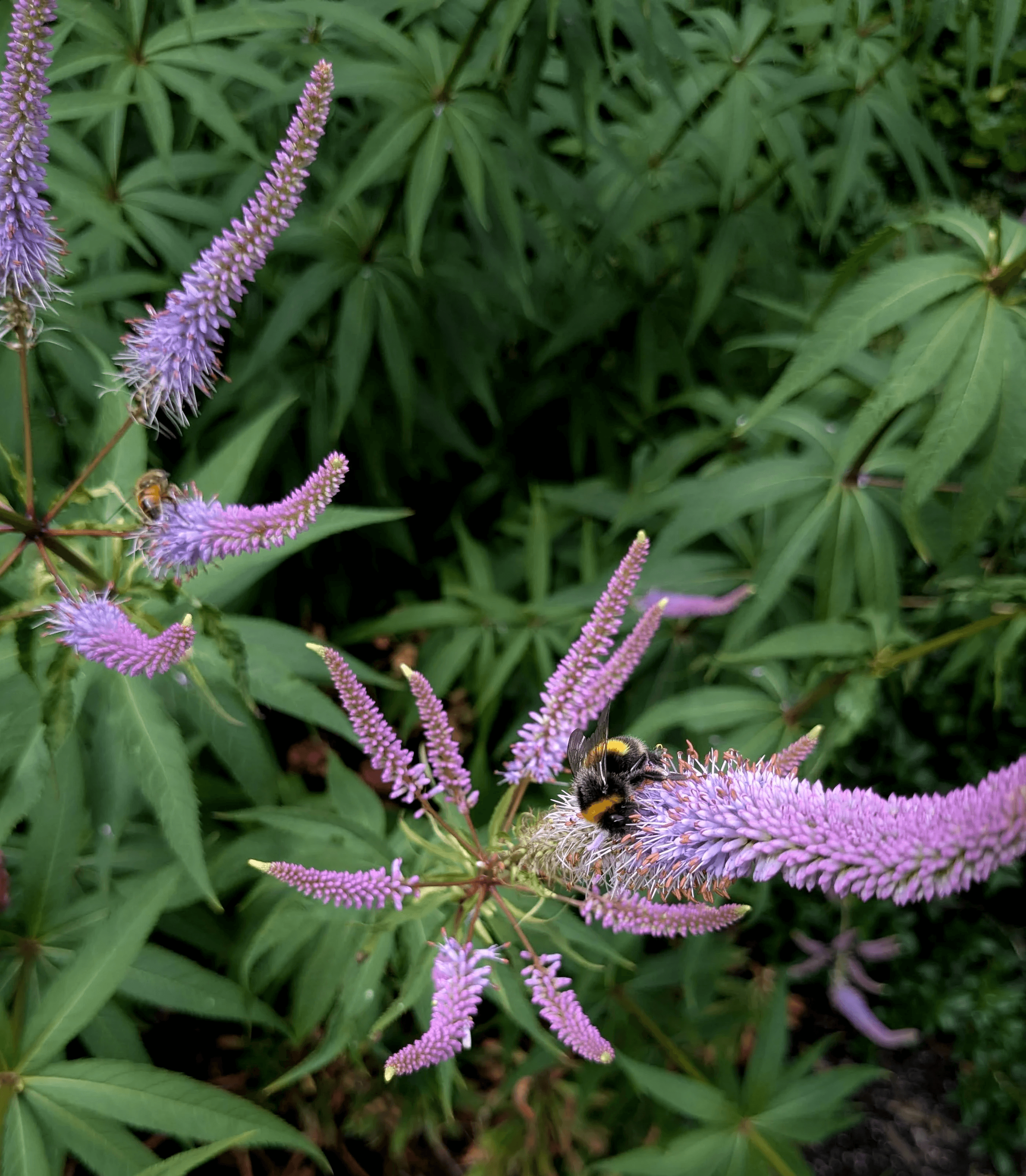 Foliage of Perovskia 'Blue Spire' in front of a timber garden room. 