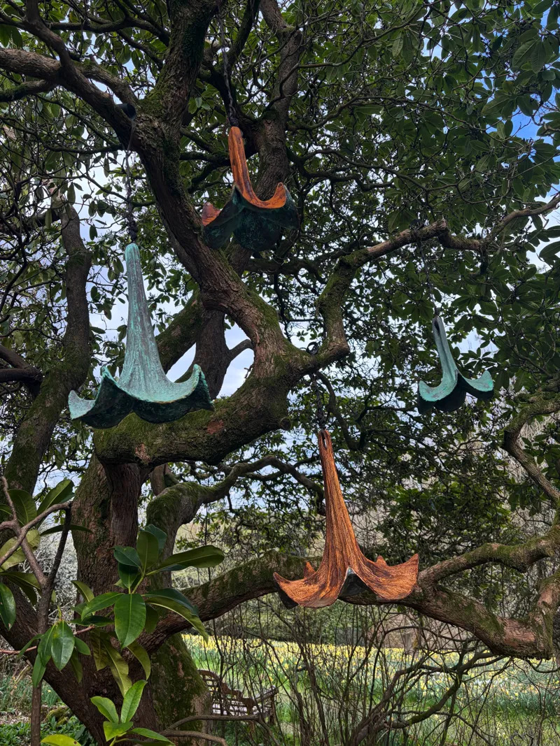 4 trumpet flowers hanging in tree