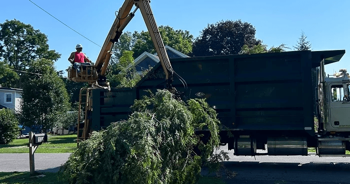 A crane is lifting a large tree onto a truck
