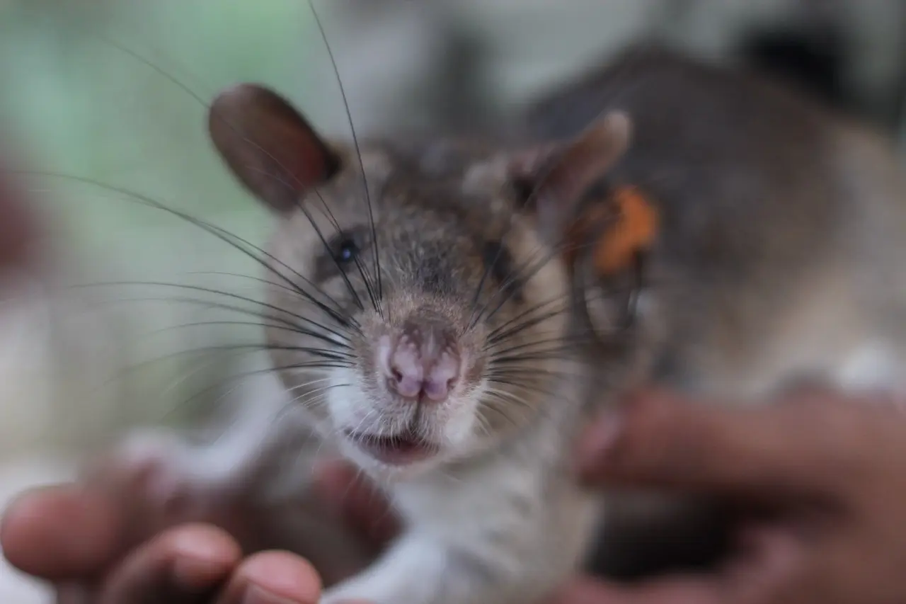een grote rat vastgehouden in handen