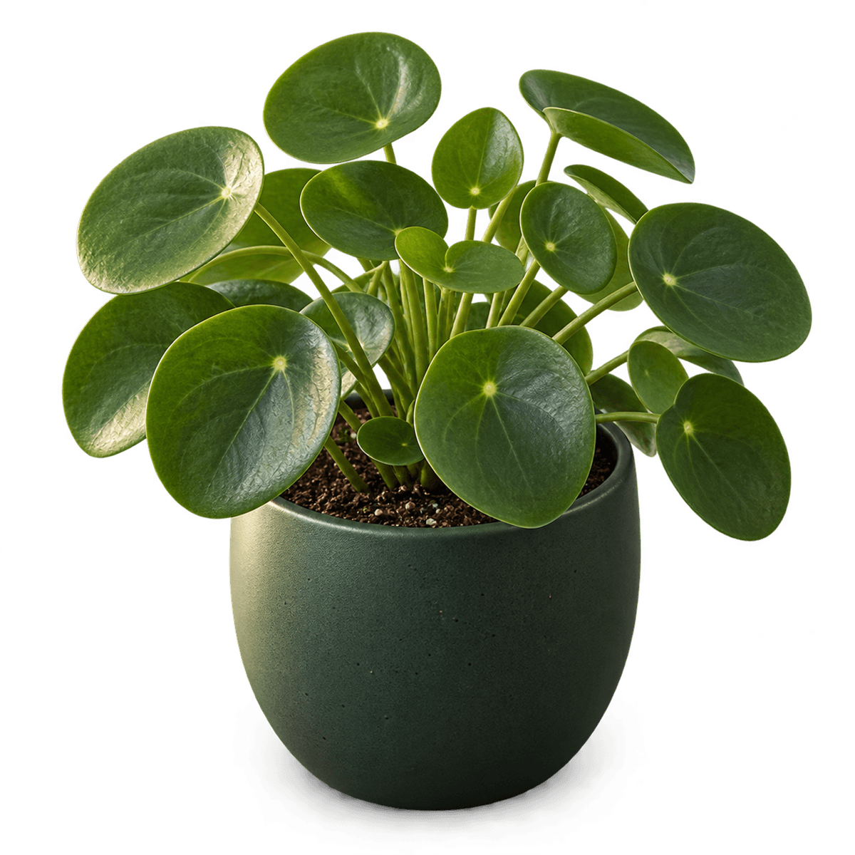 3D render of a pilea in a dark green pot