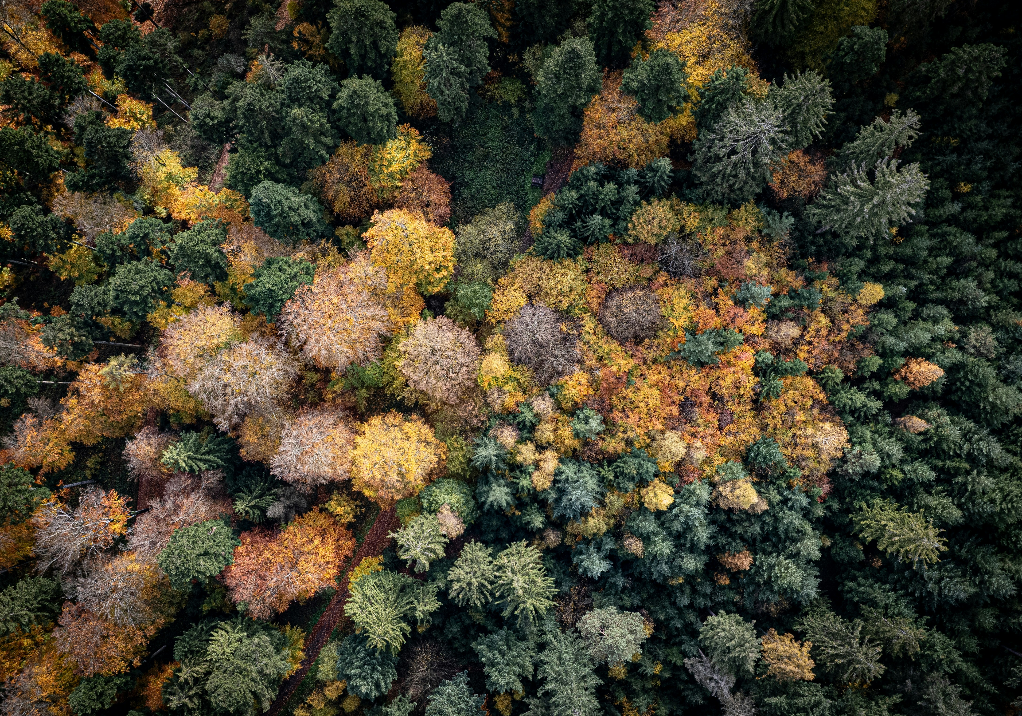 an aerial view of a forest with lots of trees