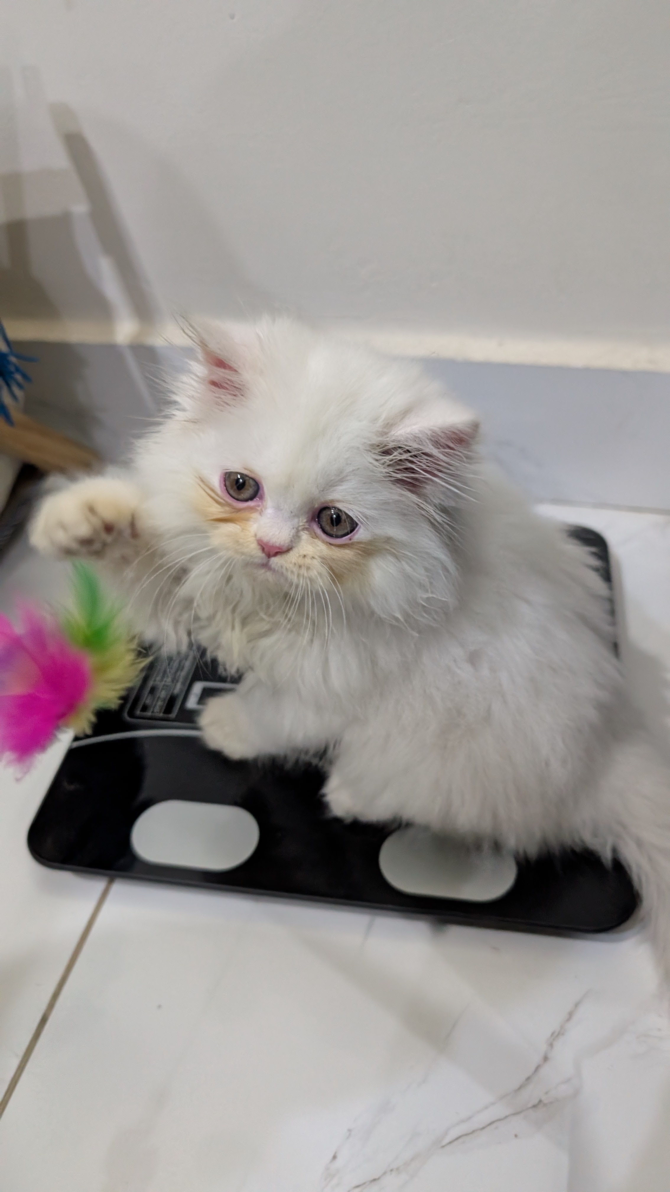 Vintage Car Under Palm Trees