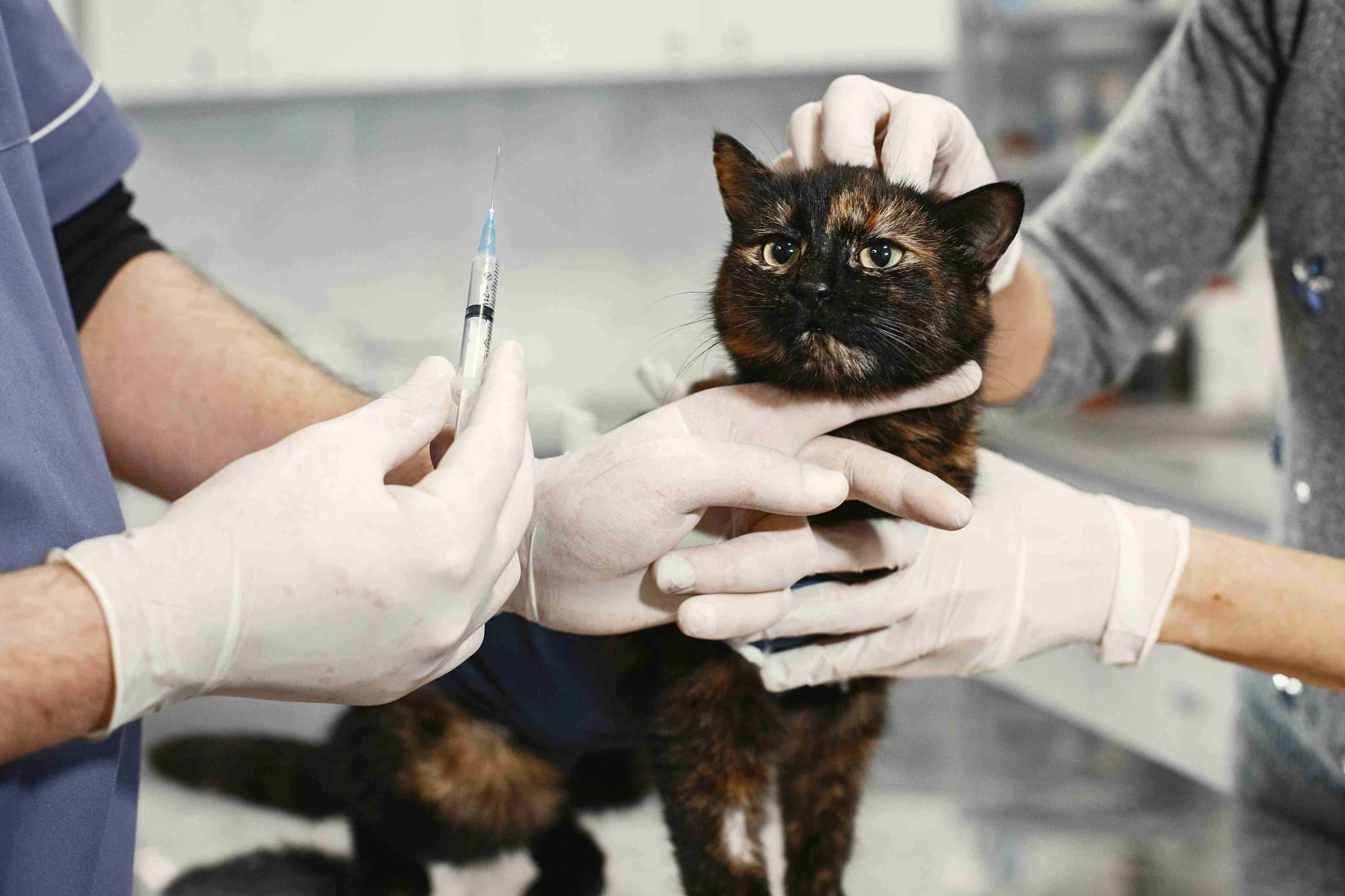 Dr. Francis Lee Silva administering a vaccine to a cat during a veterinary procedure.