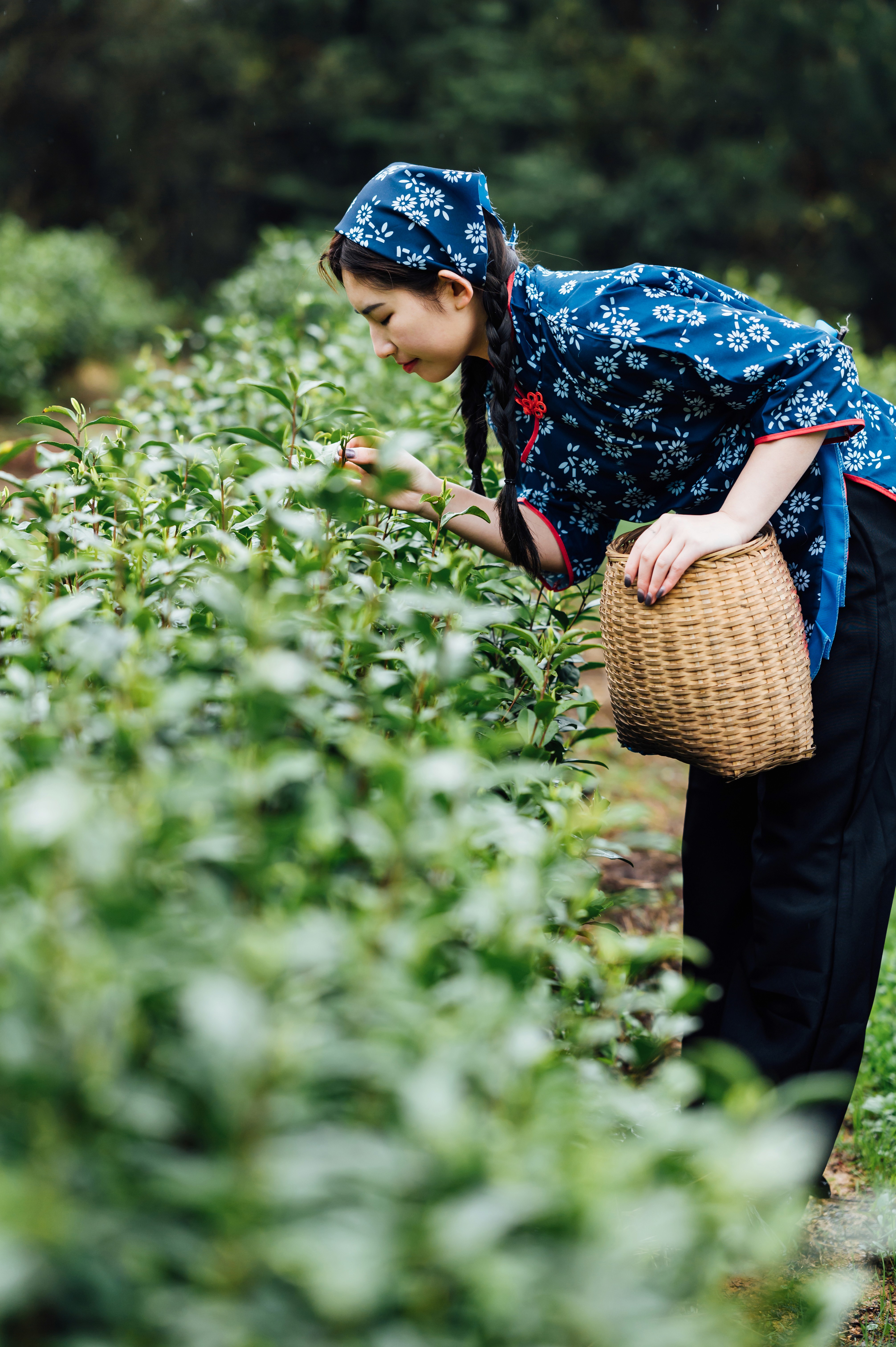 matcha-tea-harvest-girl-picking-leaves
