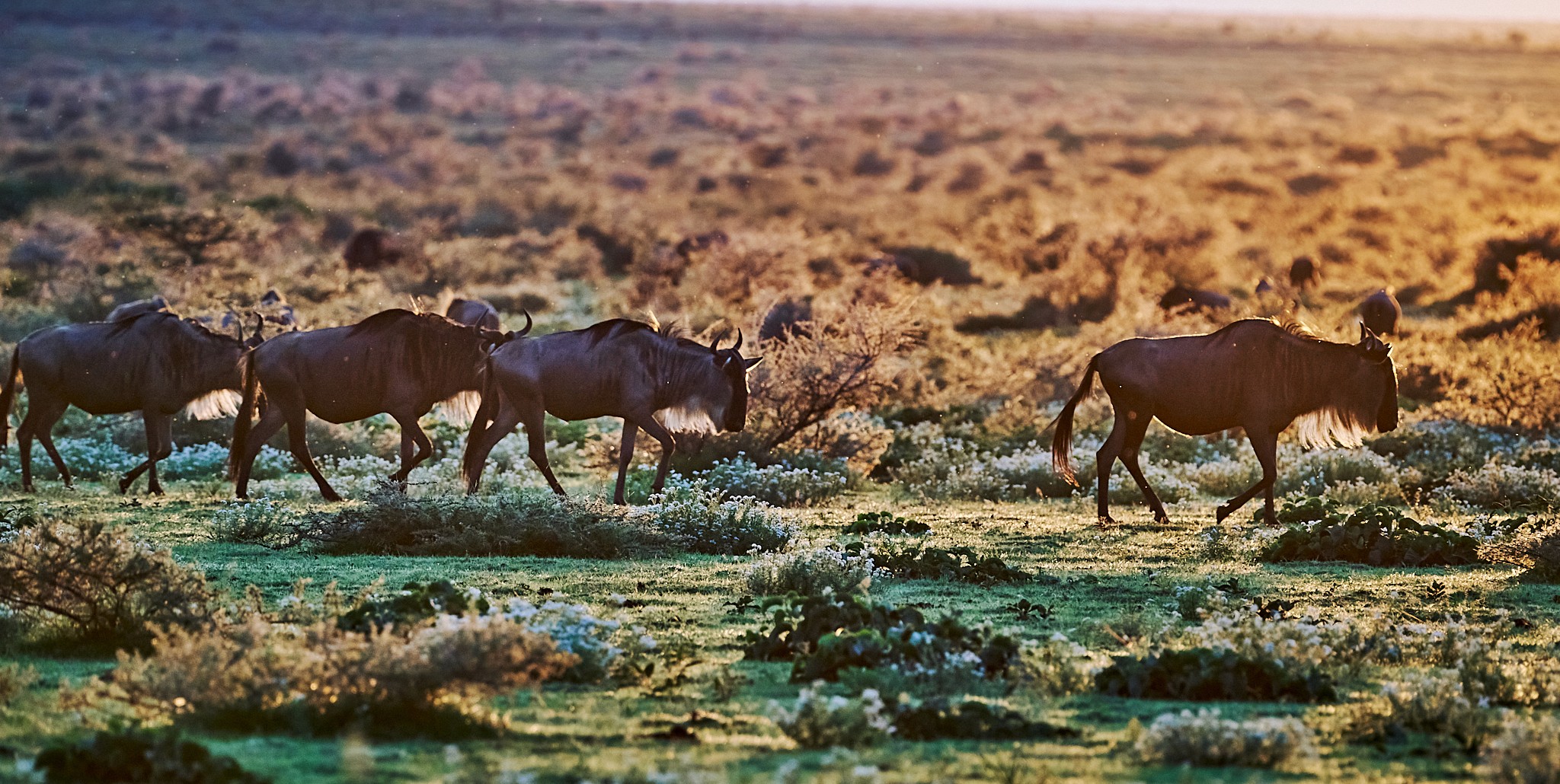 Grupp av ryttare på ridresa i Afrika galopperar över Serengetis vidsträckta slätter medan damm och gnuhjordar rör sig över horisonten under the great migration.