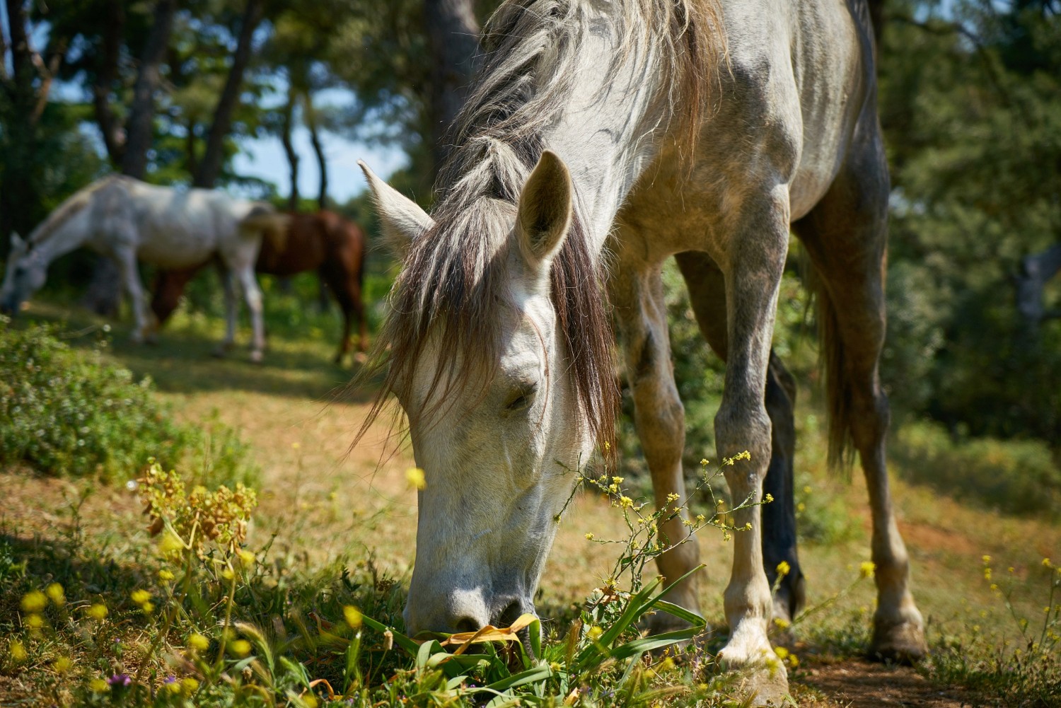Horses Image