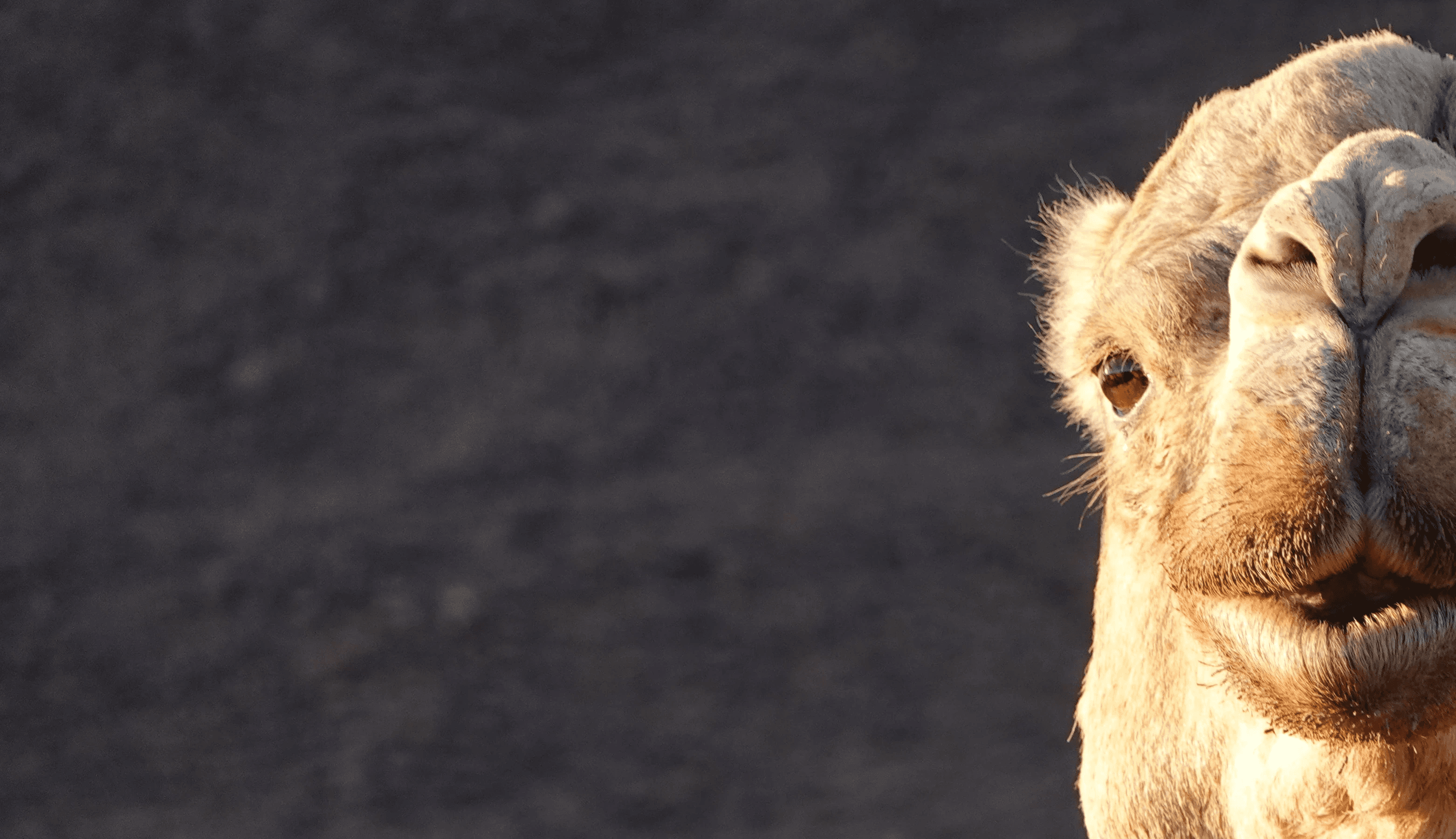 Close up image of Dromedon face