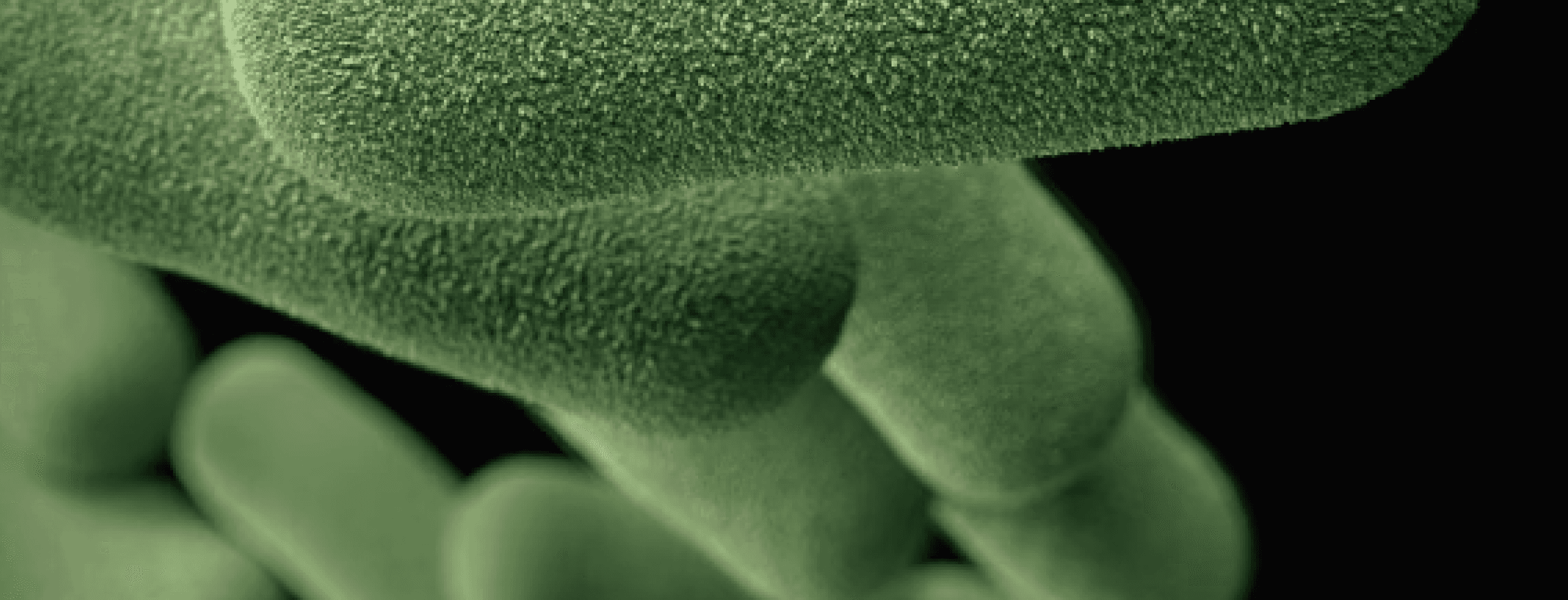 Microscopic green bacteria
