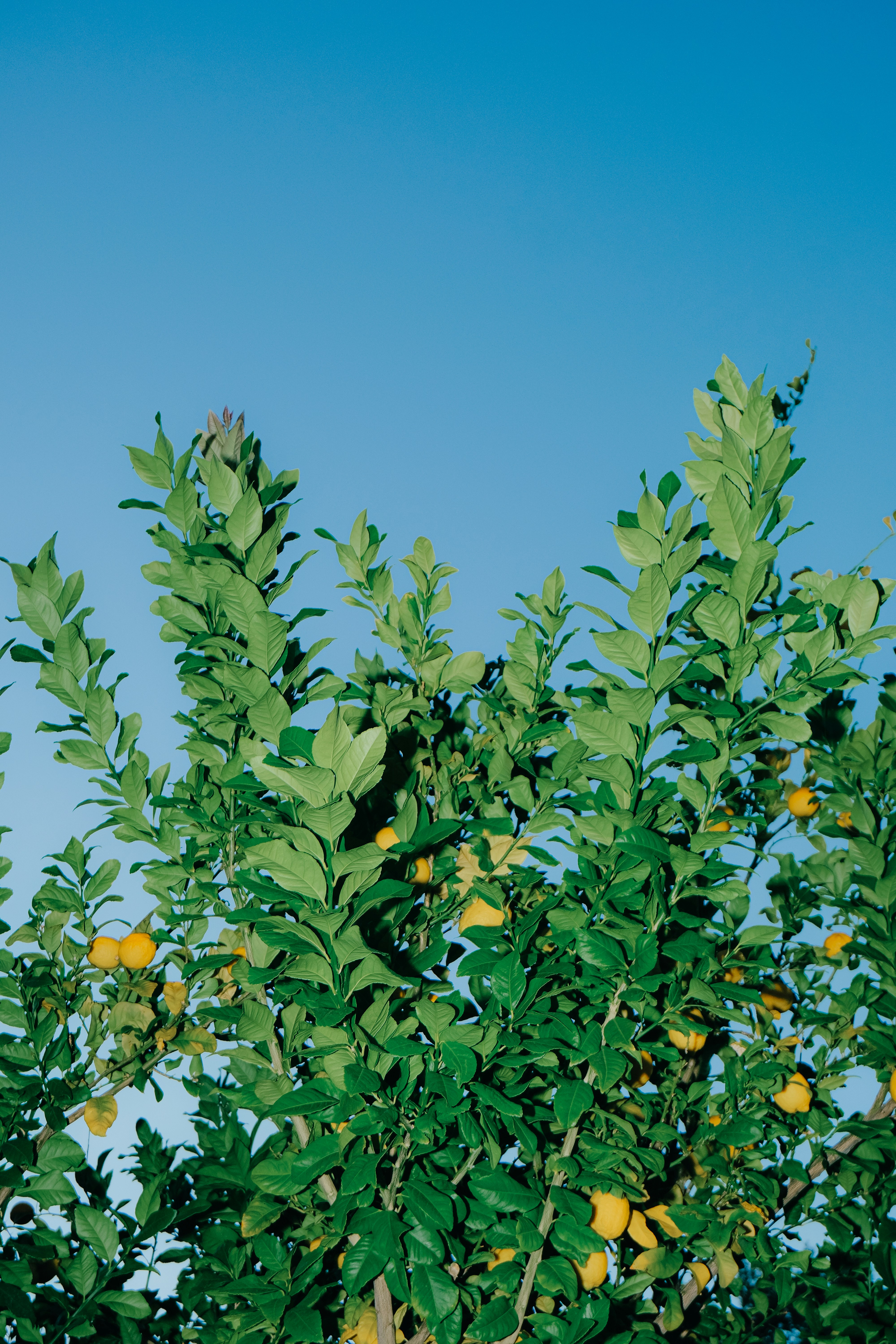 Lemon tree with ripe fruits against clear blue sky